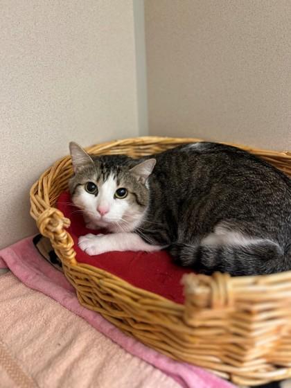Marah, an adoptable Domestic Short Hair in Hackensack, MN, 56452 | Photo Image 1