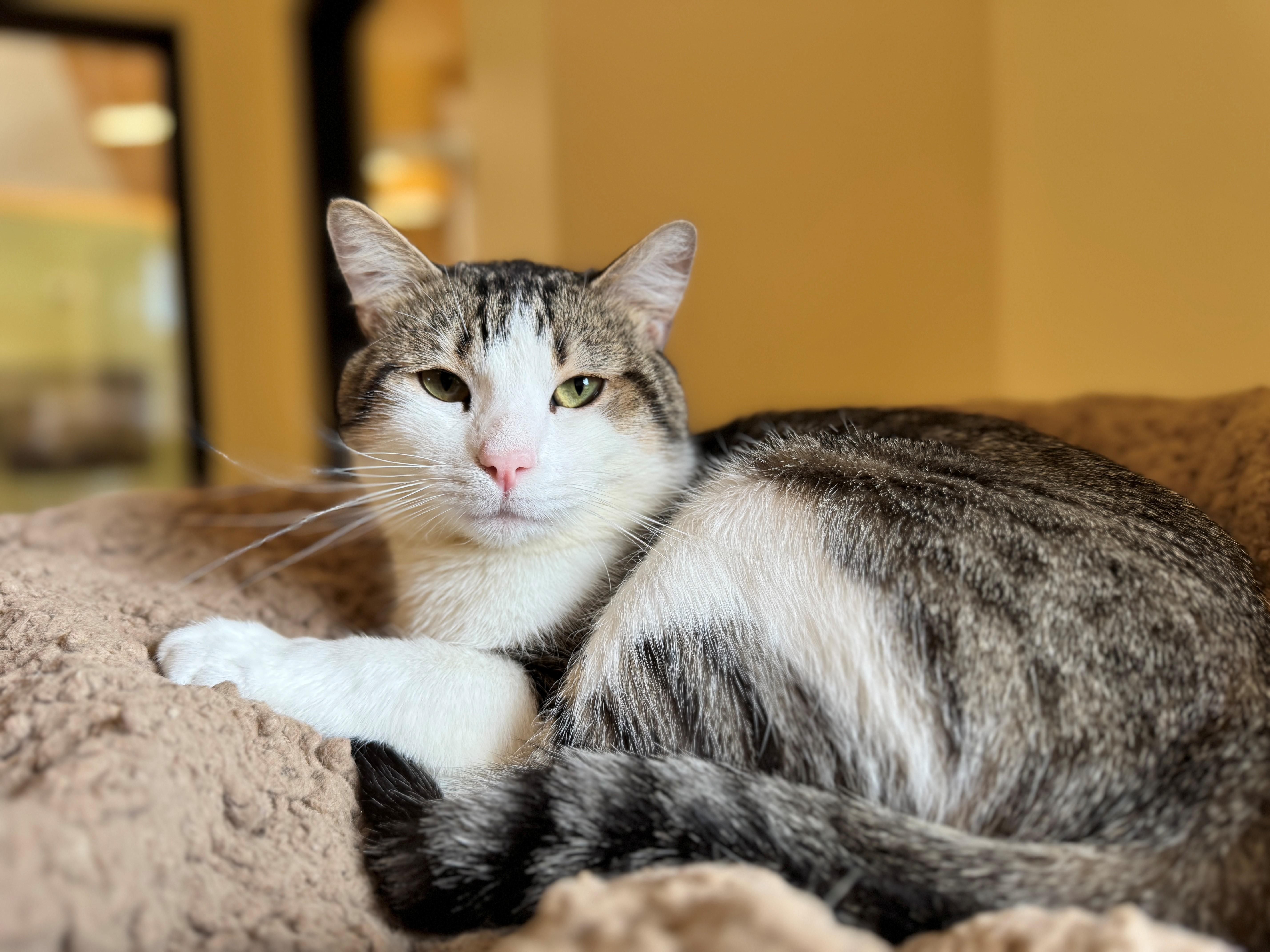 Marah, an adoptable Domestic Short Hair in Hackensack, MN, 56452 | Photo Image 4