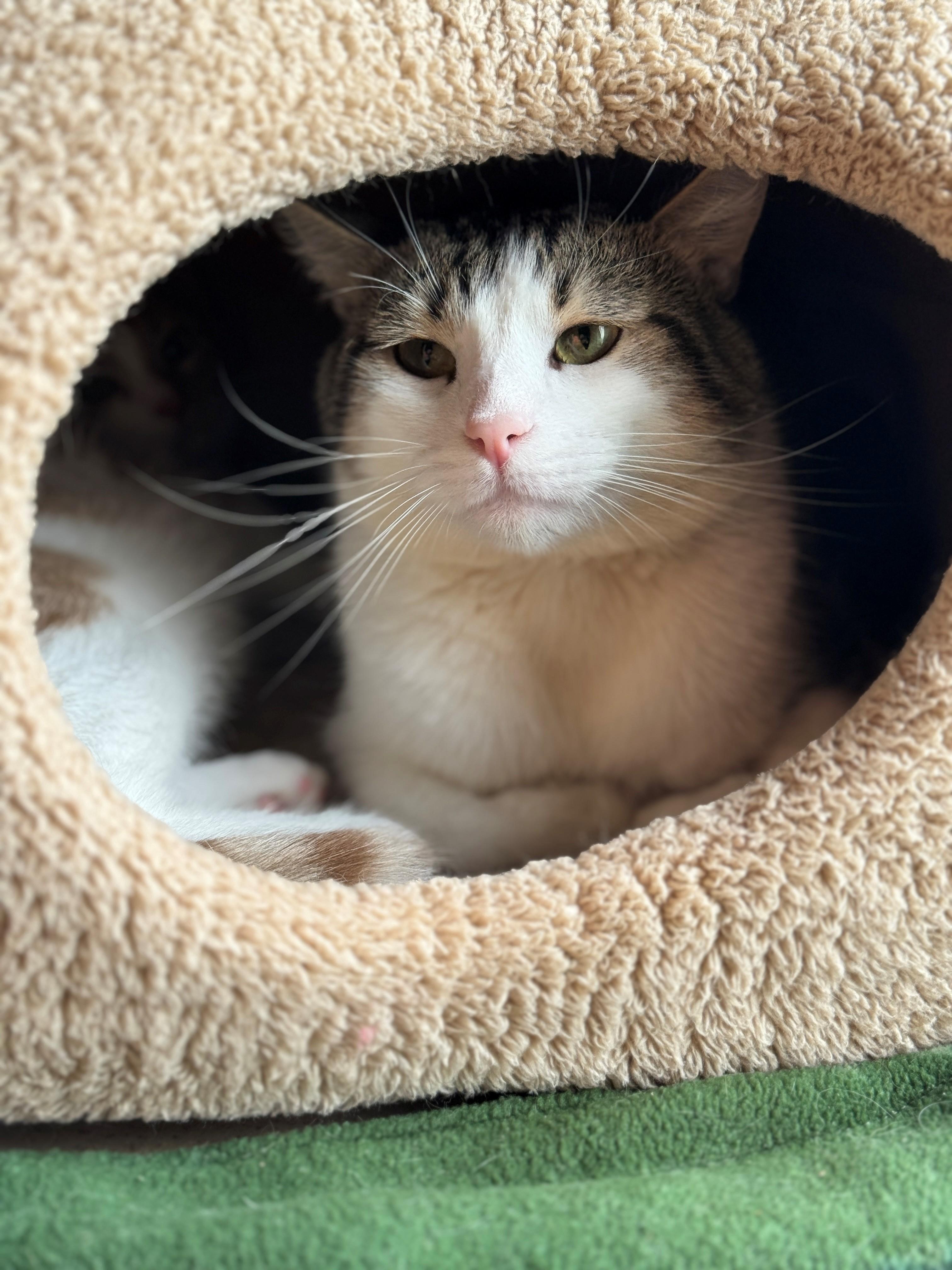 Marah, an adoptable Domestic Short Hair in Hackensack, MN, 56452 | Photo Image 3