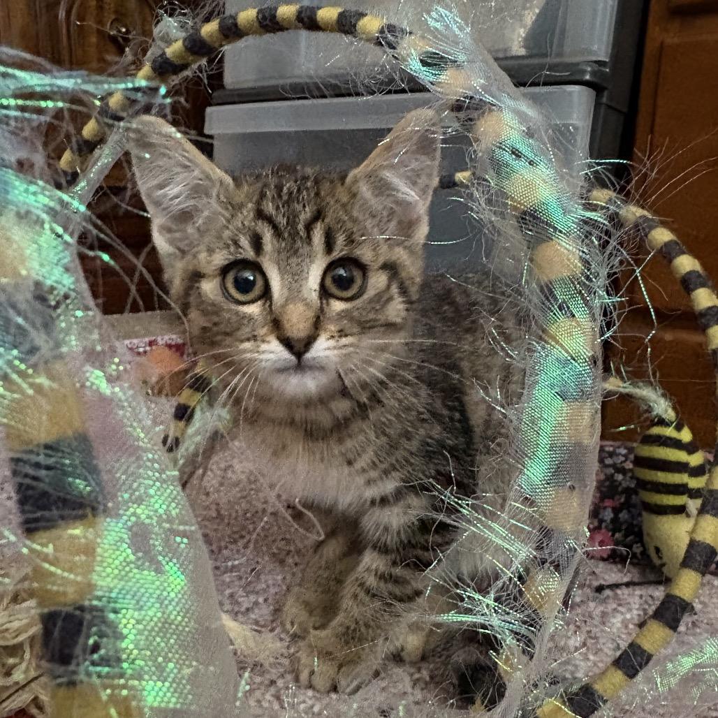 Nutmeg (dk purple), a Adoptable Domestic Short Hair in Ferndale, WA image 3/3