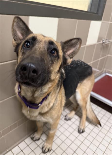 MERRY, Adoptable, Young Female German Shepherd Dog.