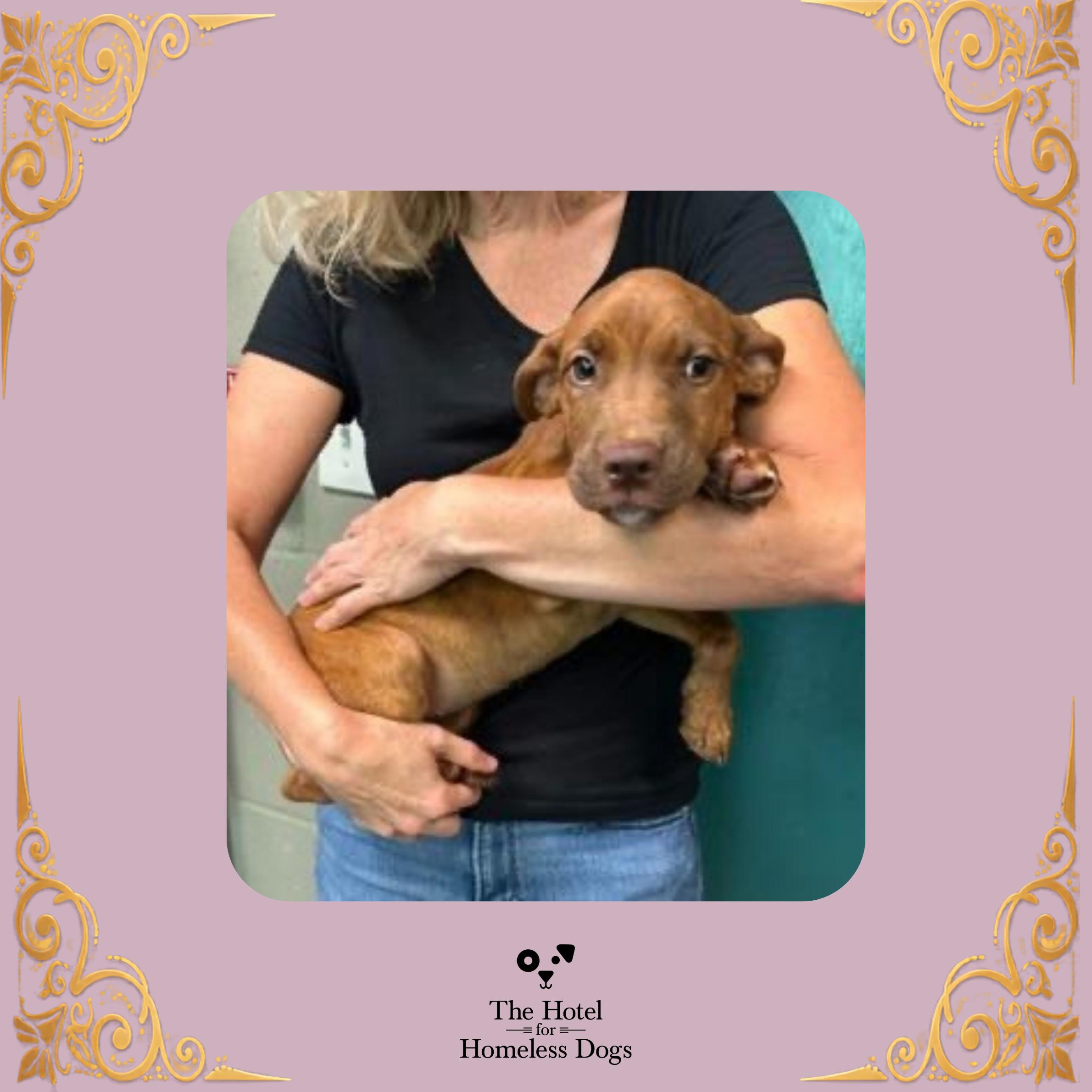 Andromeda, adopted, Puppy Female Mixed Breed.
