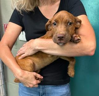 Enlarge Andromeda, an adopted mixed breed in Cumberland, RI image 2/3