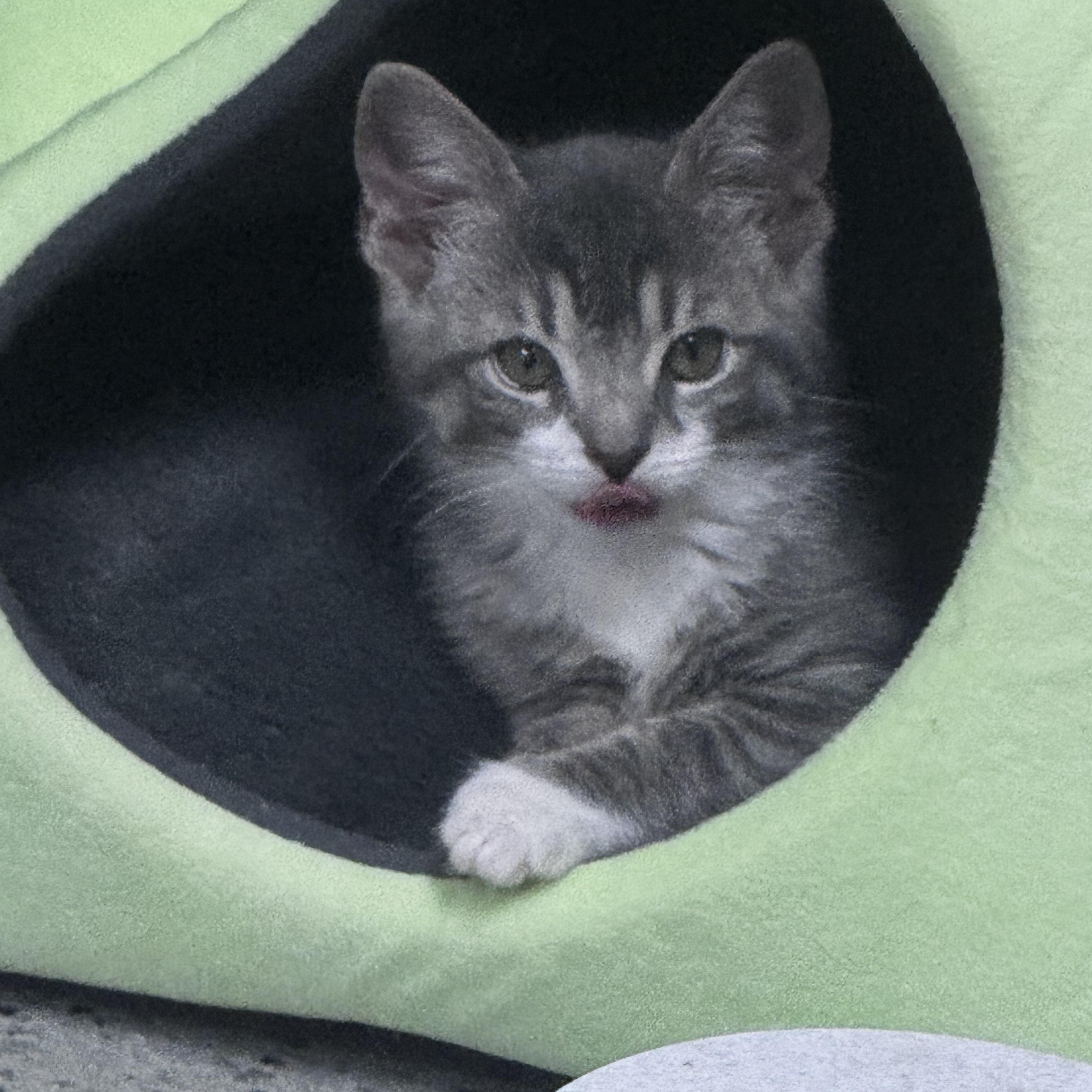 Aspen, a ADOPTABLE Domestic Short Hair in Pottsville, PA image 1/4