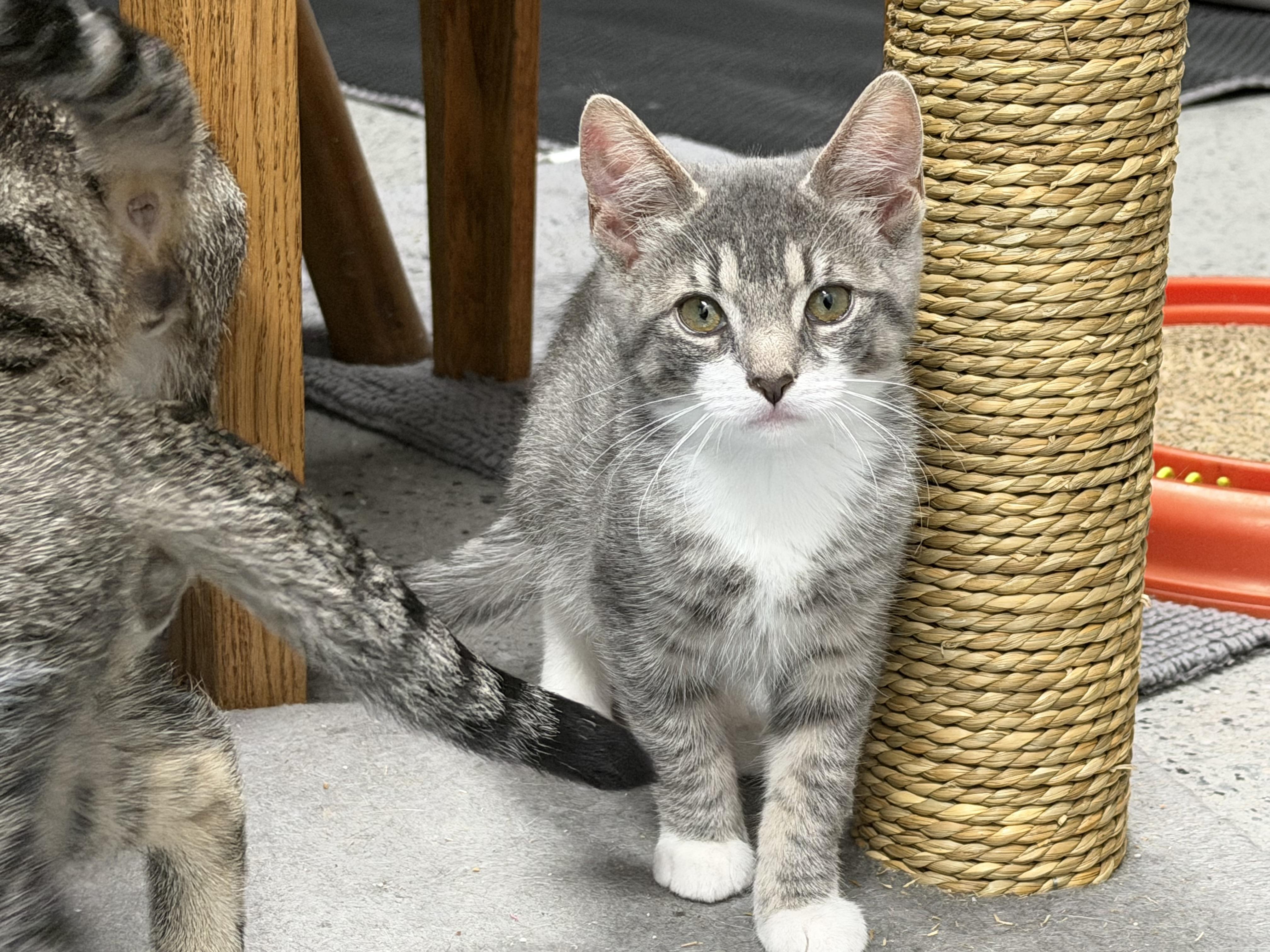 Enlarge Aspen, a Adoptable Domestic Short Hair in Pottsville, PA image 1/5