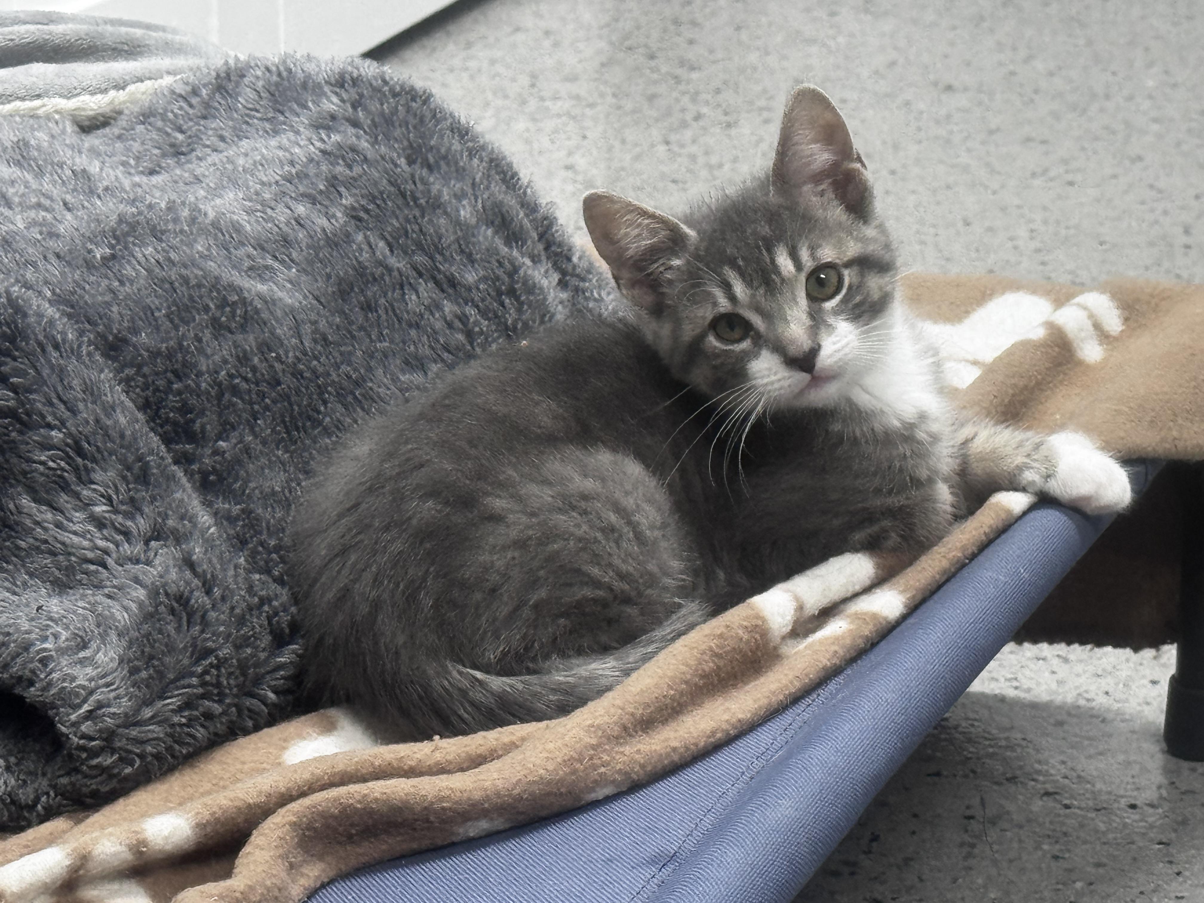 Aspen, a ADOPTABLE Domestic Short Hair in Pottsville, PA image 2/4