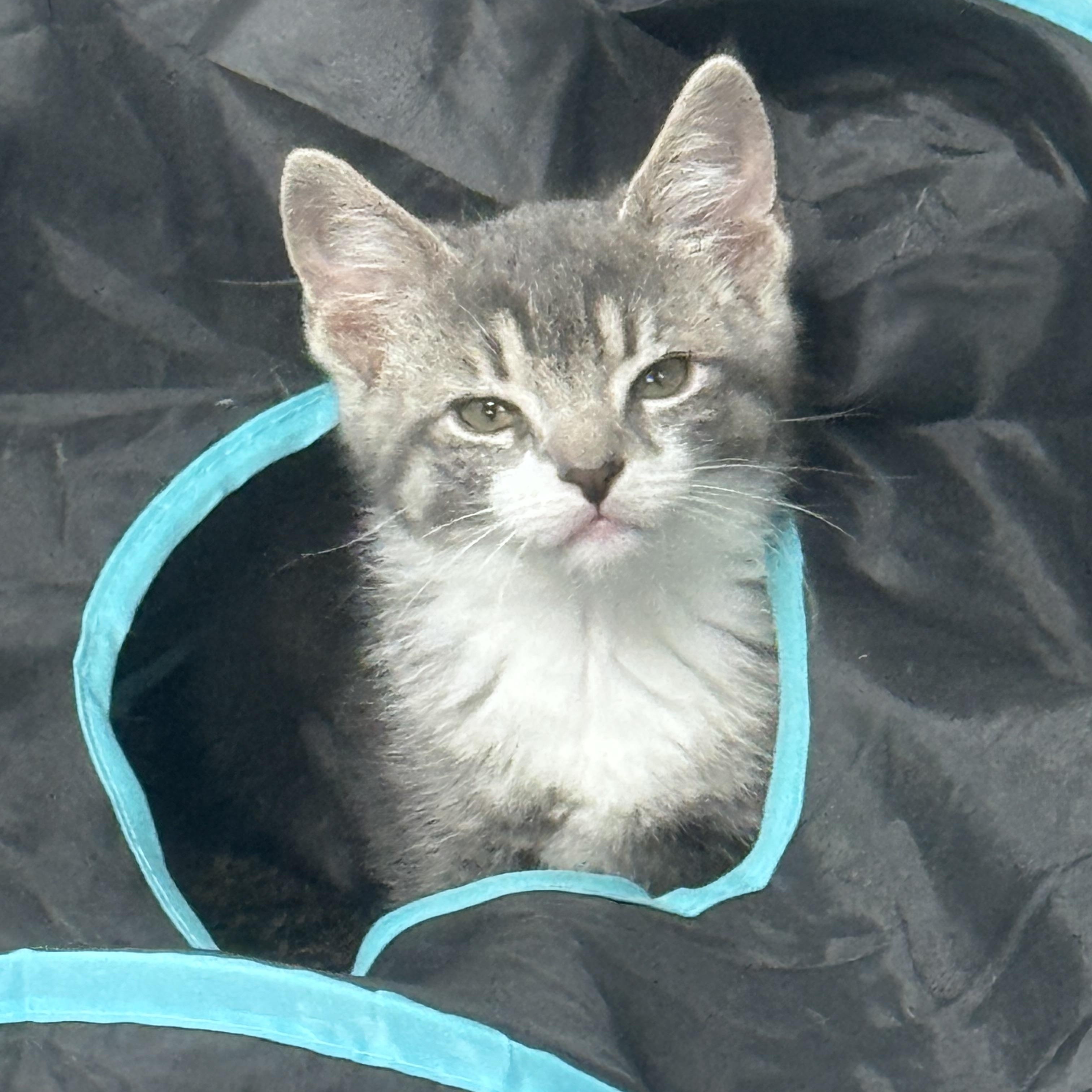 Aspen, a ADOPTABLE Domestic Short Hair in Pottsville, PA image 3/4