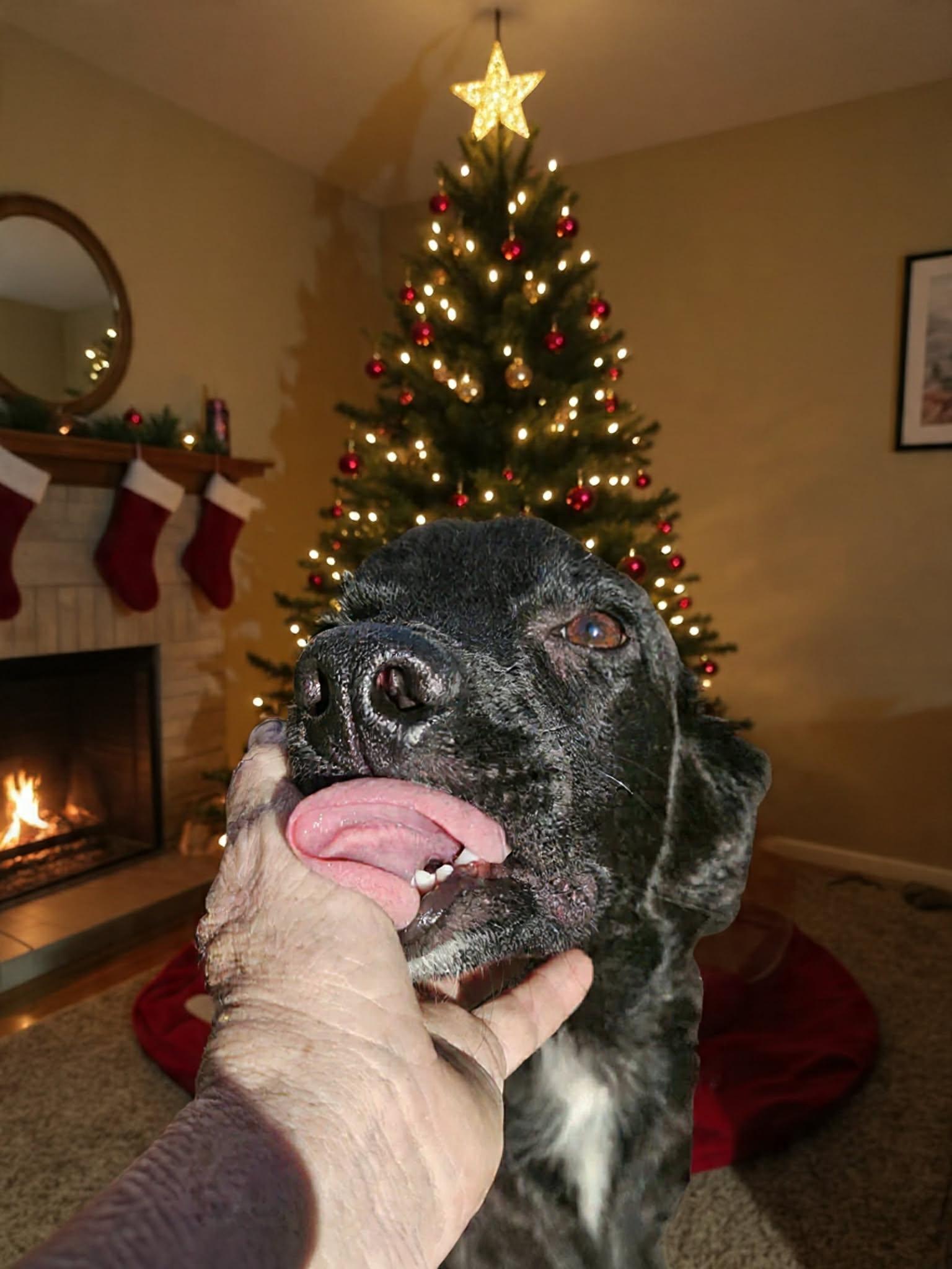 Enlarge Bordeaux , a ADOPTABLE mixed breed in Glocester, RI image 3/4