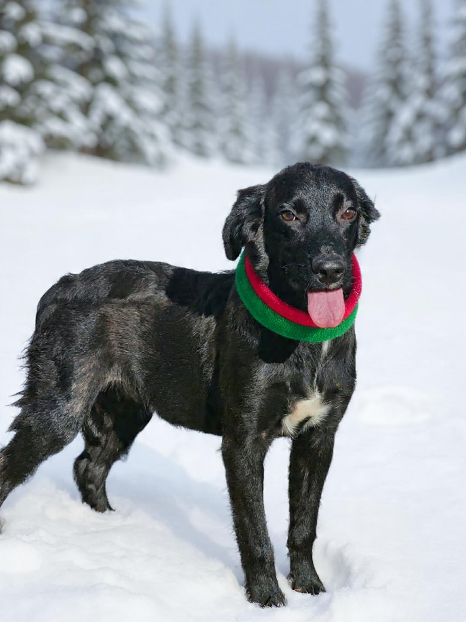 Bordeaux , ADOPTABLE, Young Male Field Spaniel & Flat-Coated Retriever.