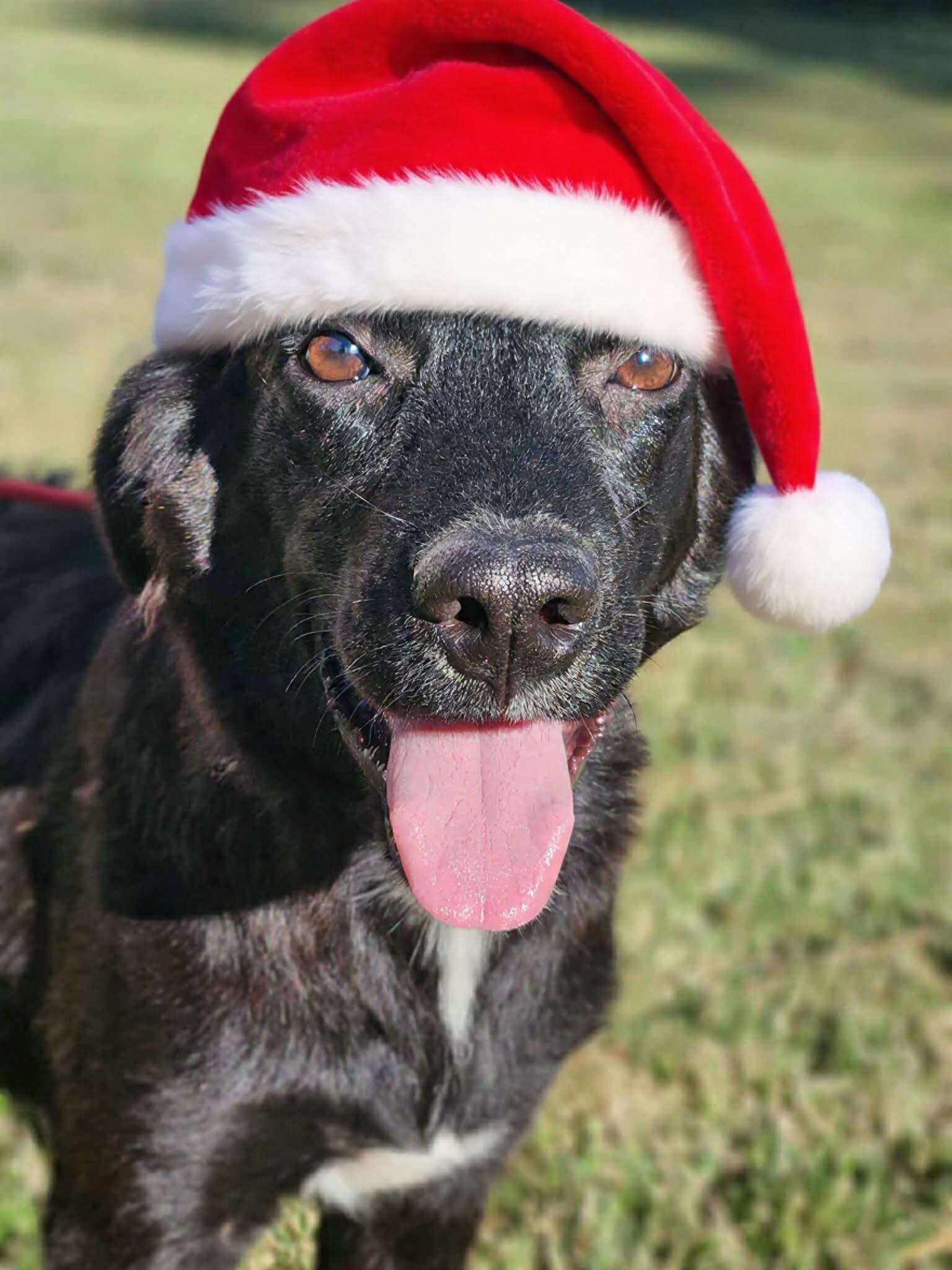 Enlarge Bordeaux , a ADOPTABLE mixed breed in Glocester, RI image 4/4