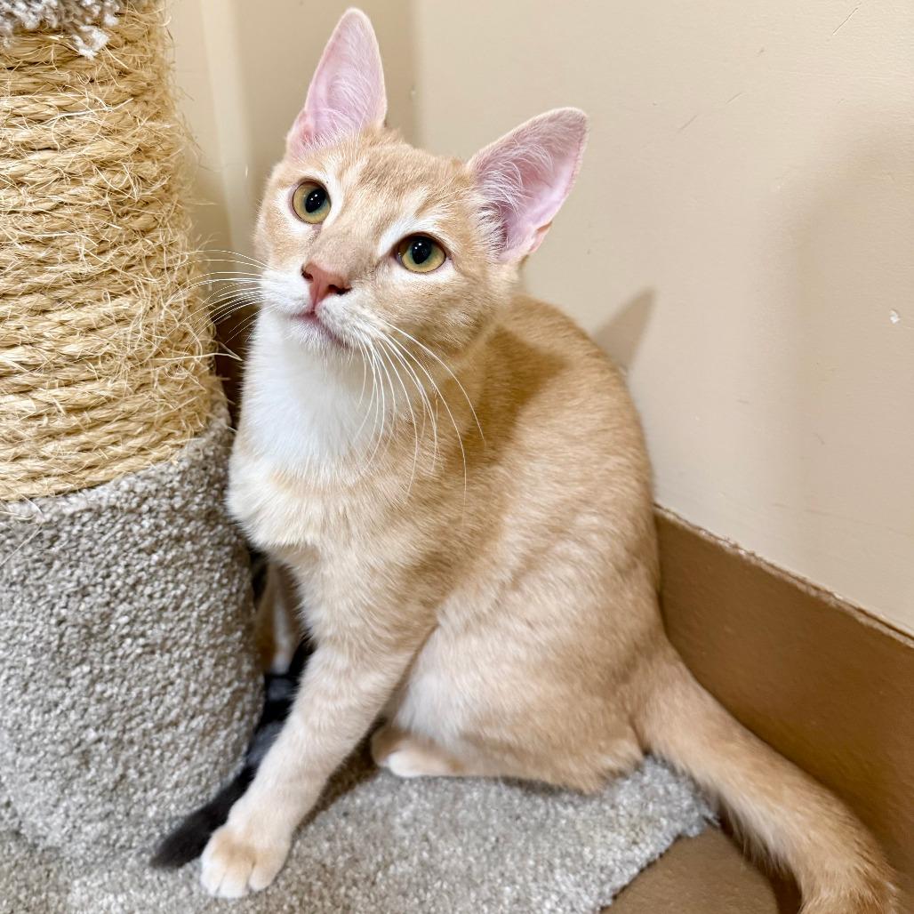 Enlarge Adonis, a Adoptable Domestic Short Hair in Agoura Hills, CA image 1/3