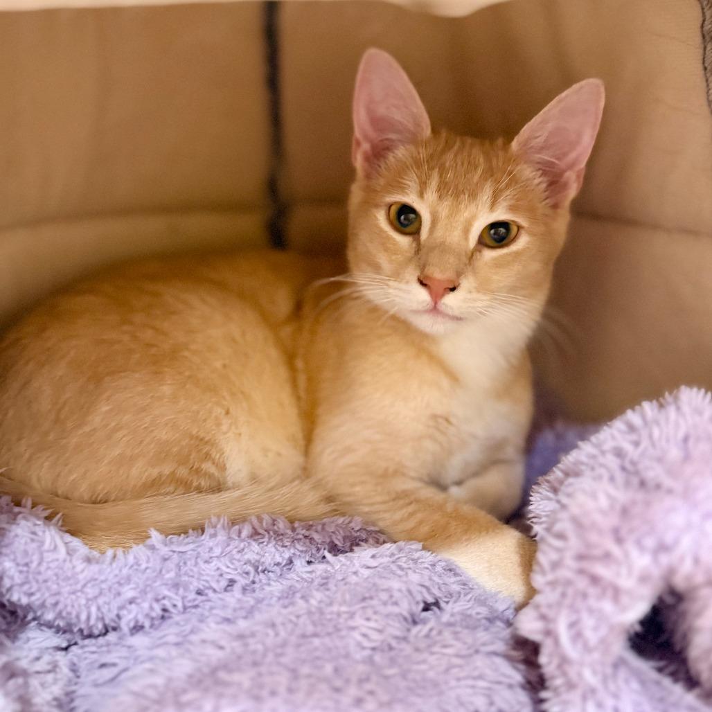 Enlarge Adonis, a Adoptable Domestic Short Hair in Agoura Hills, CA image 2/3