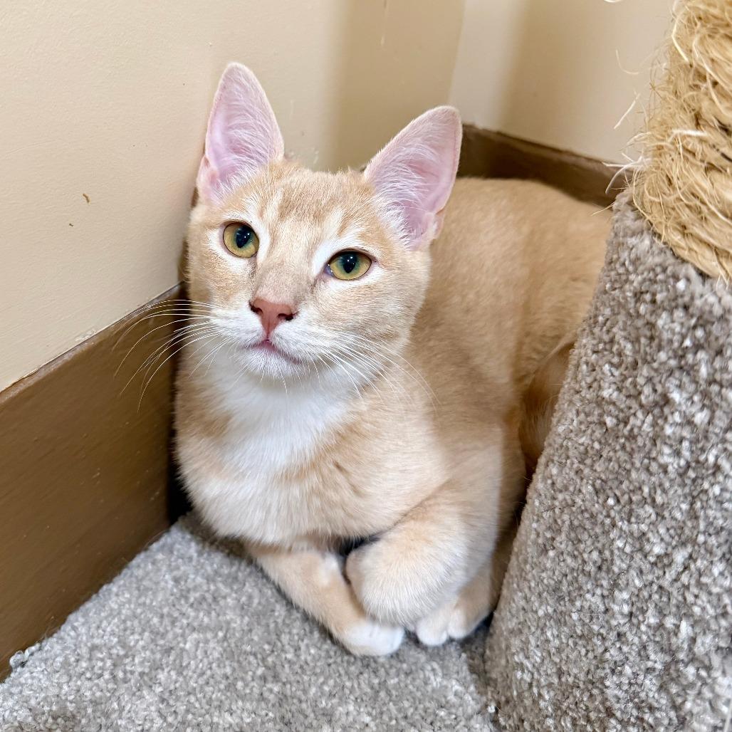 Enlarge Adonis, a Adoptable Domestic Short Hair in Agoura Hills, CA image 3/3