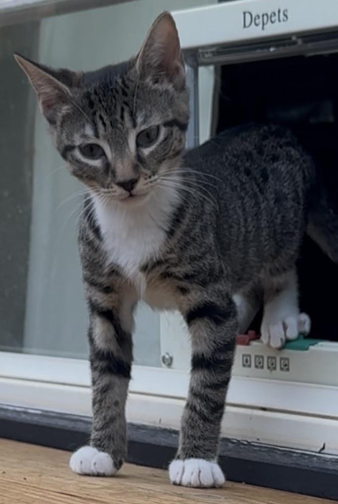 Berlioz, a Adoptable Domestic Short Hair image 3/4