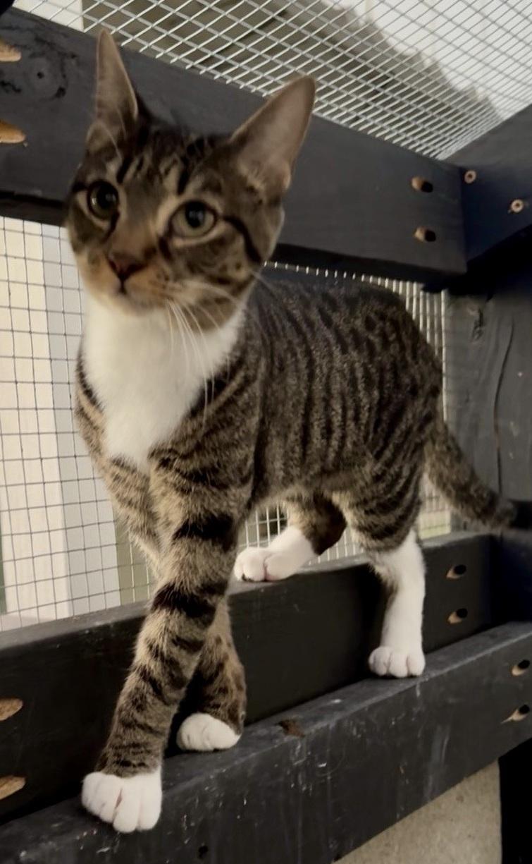 Berlioz, Adoptable, Young Female Domestic Short Hair.