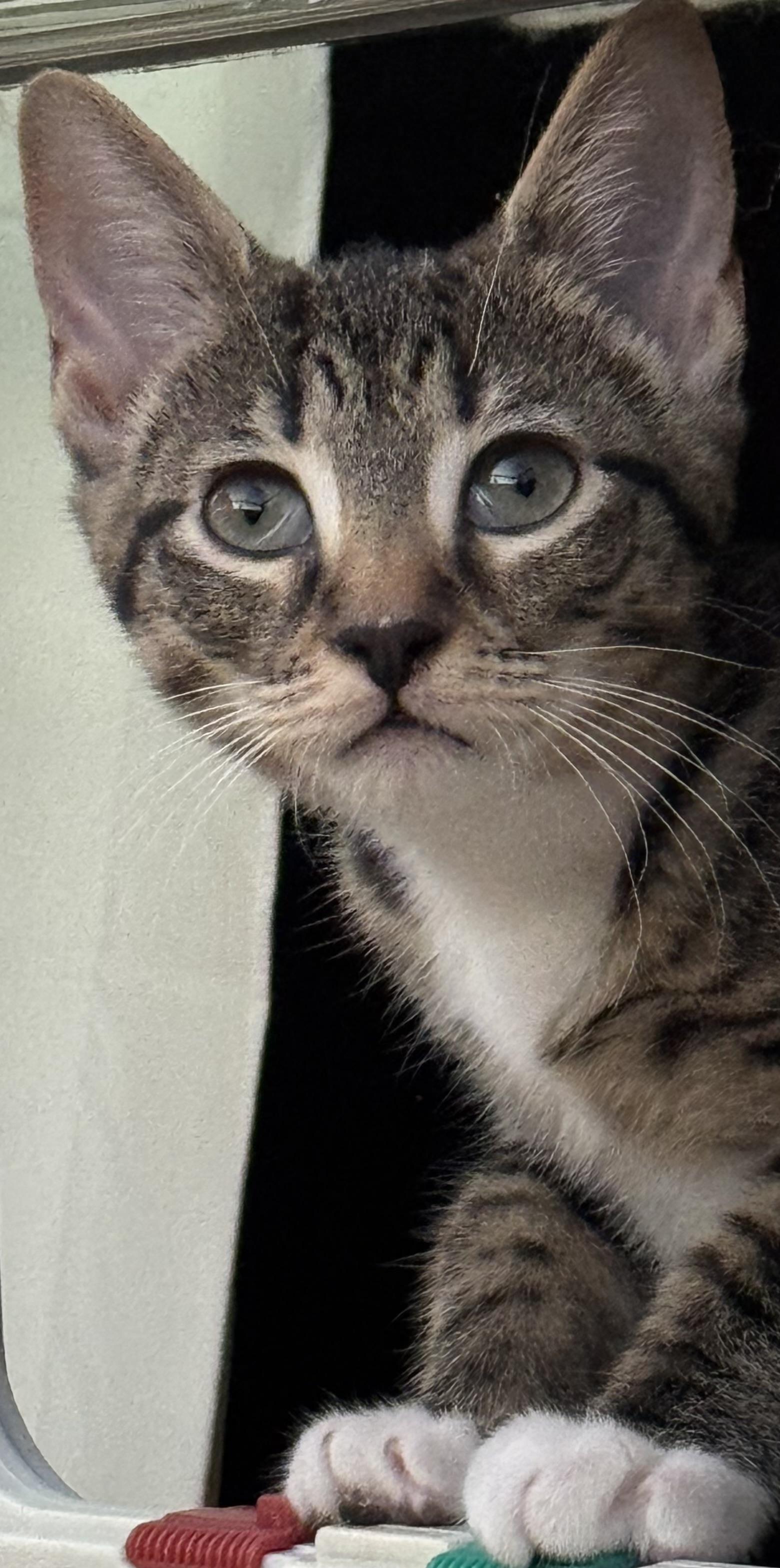 Berlioz, a Adoptable Domestic Short Hair image 4/4