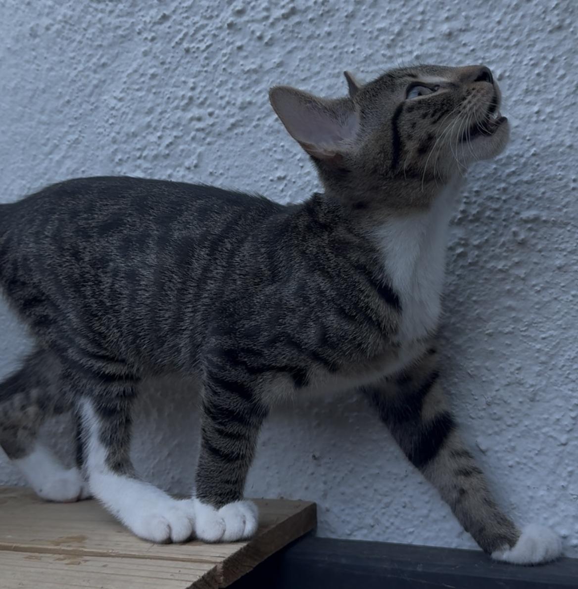 Berlioz, a Adoptable Domestic Short Hair image 2/4