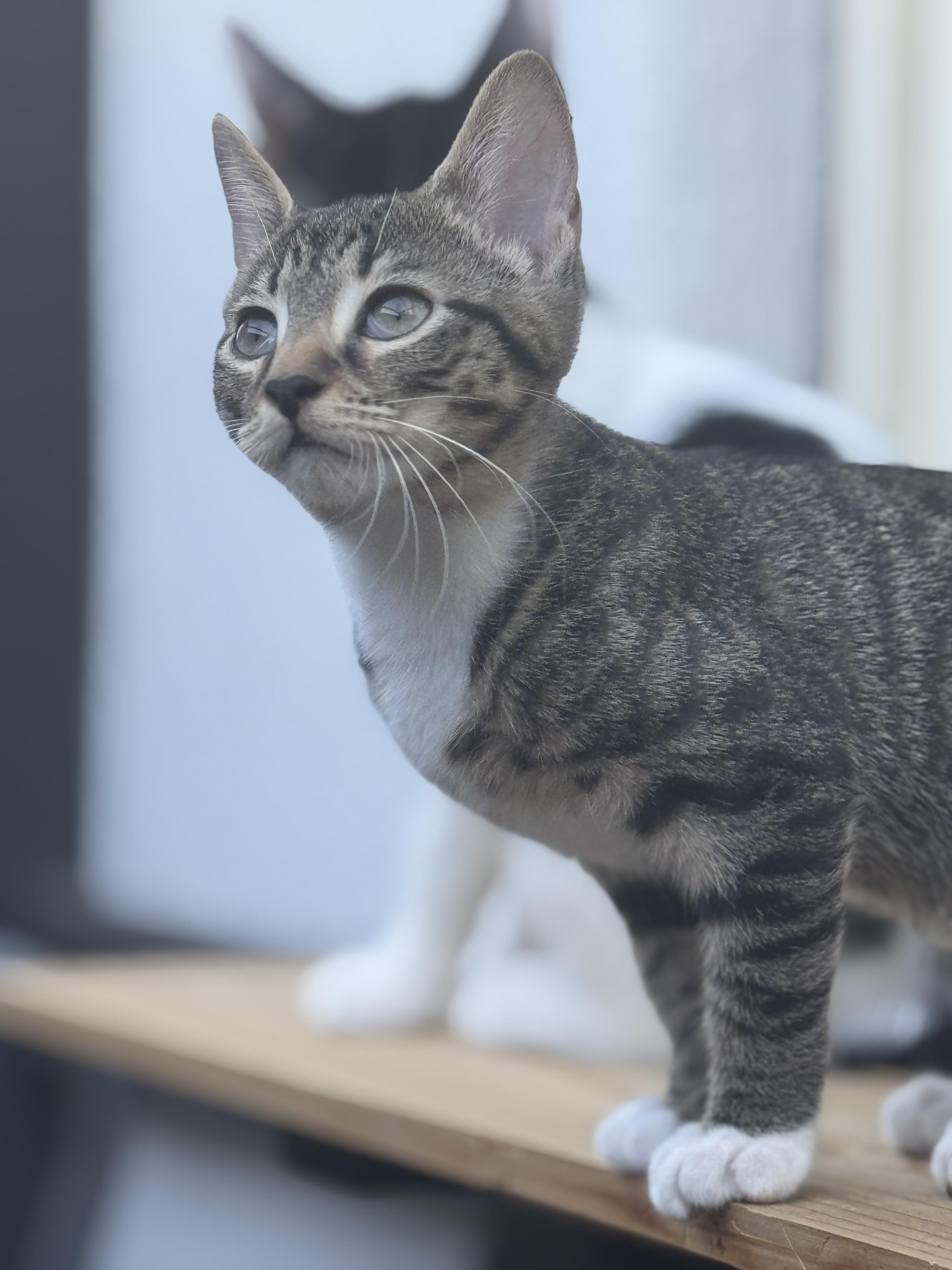 Berlioz, Adoptable, Young Female Domestic Short Hair.