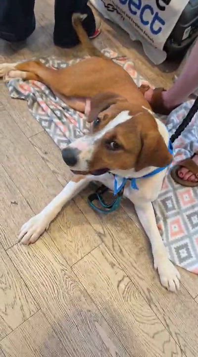 Milo - Adoptable Pet | Petfinder