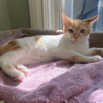 Dorito — thumbnail 2