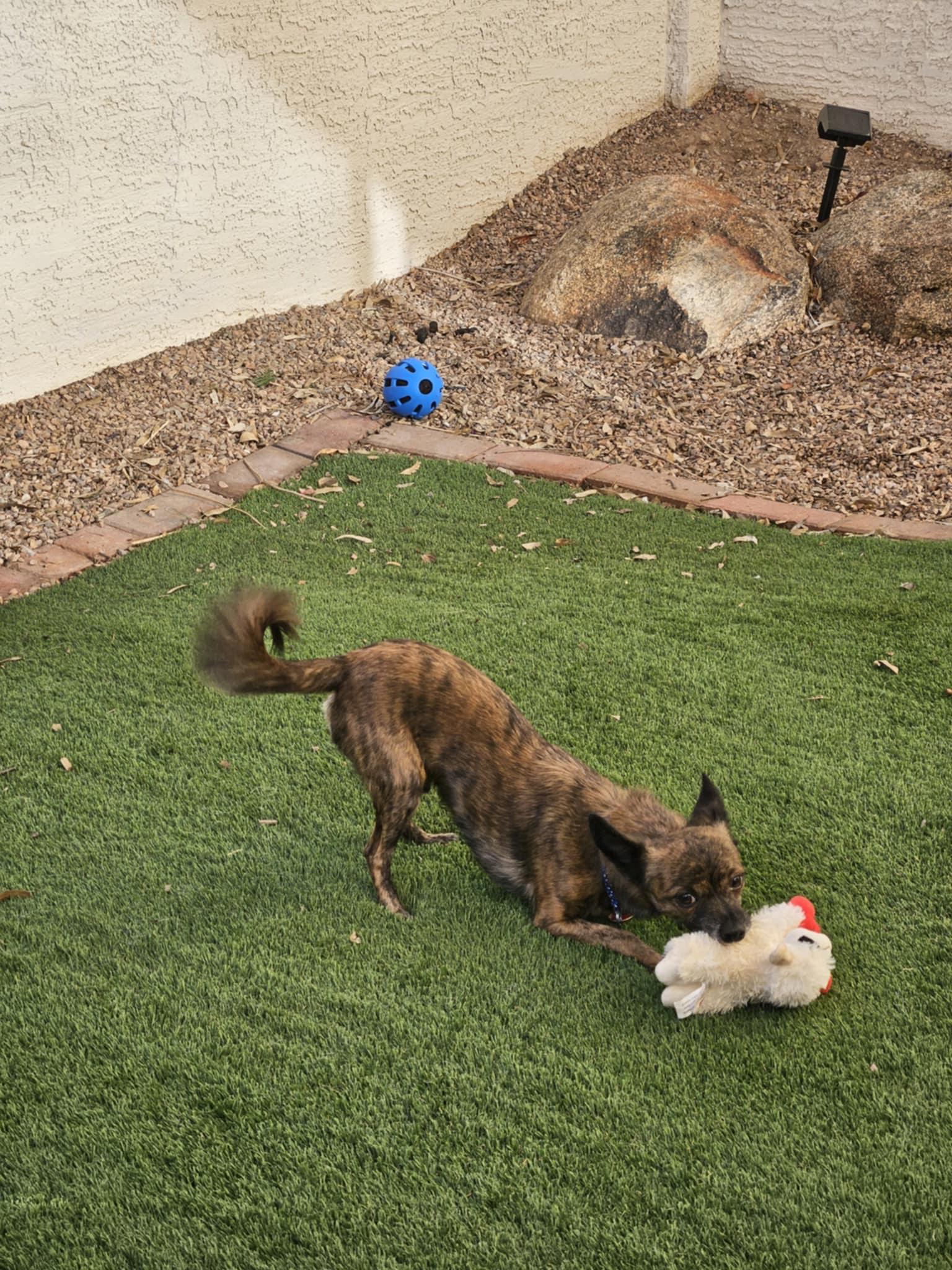 Brownie, a Adopted Chihuahua in Phoenix, AZ image 1/3