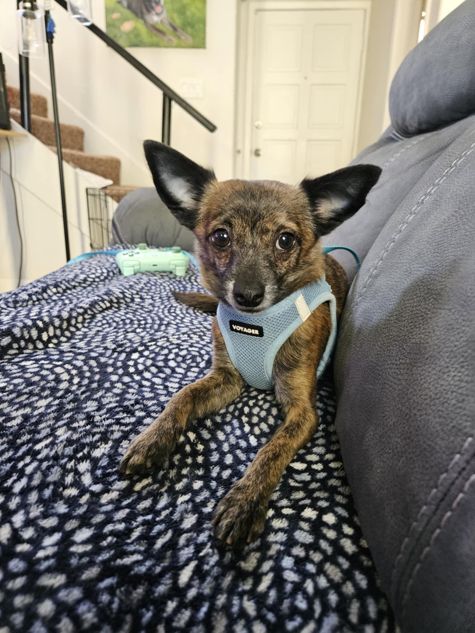 Brownie, a Adopted Chihuahua in Phoenix, AZ image 2/3