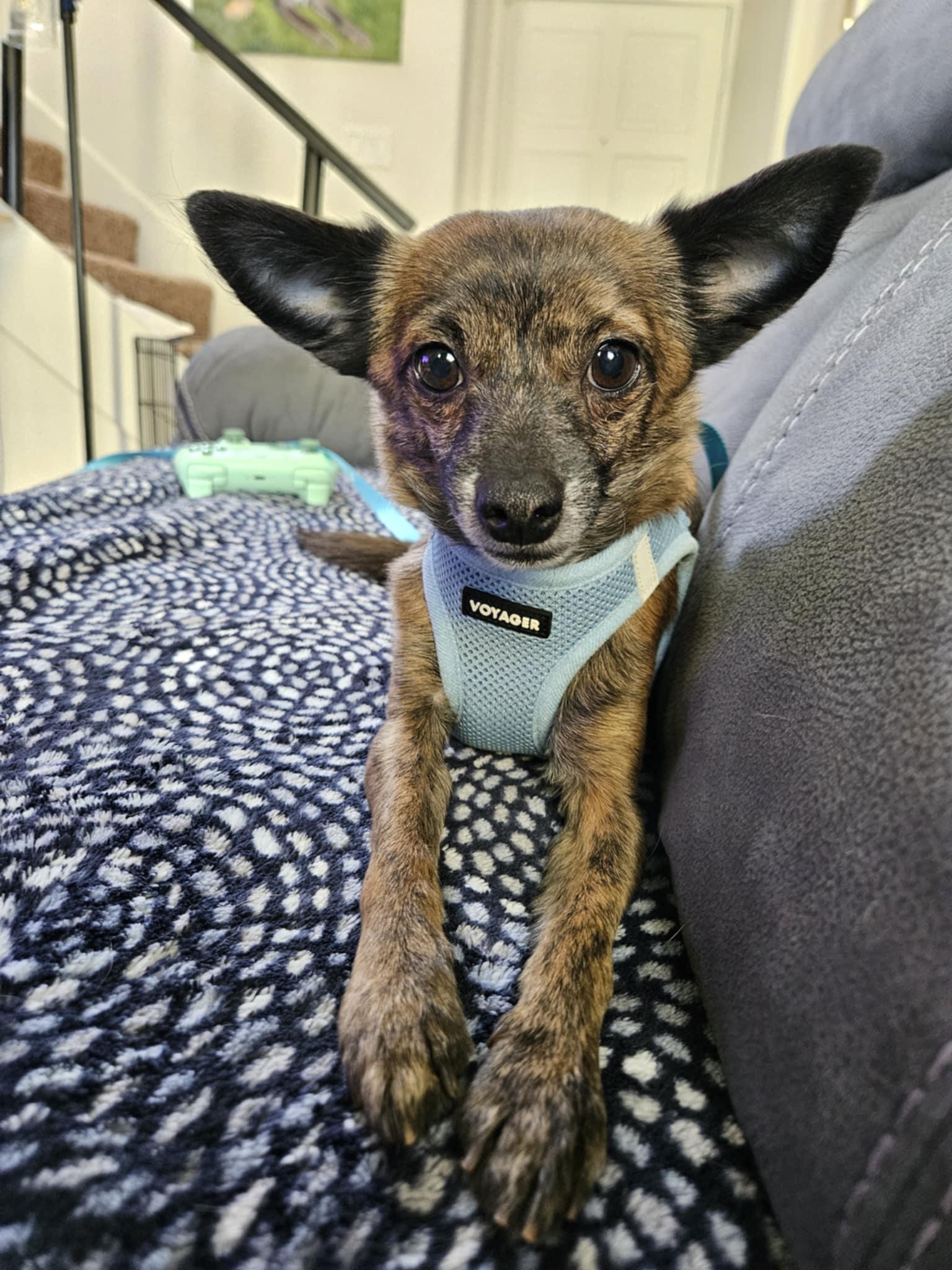 Brownie, a Adopted Chihuahua in Phoenix, AZ image 3/3