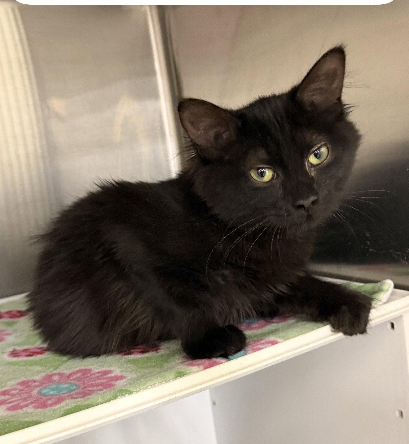 Tayla (must be adopted with Trevora), Adopted, Kitten Female Domestic Medium Hair.