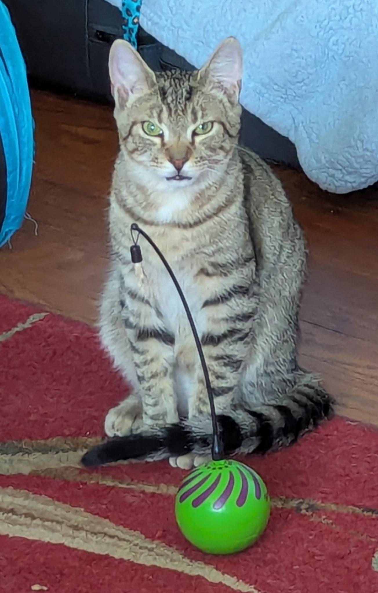 Tazz, Adoptable, Young Male Domestic Short Hair.