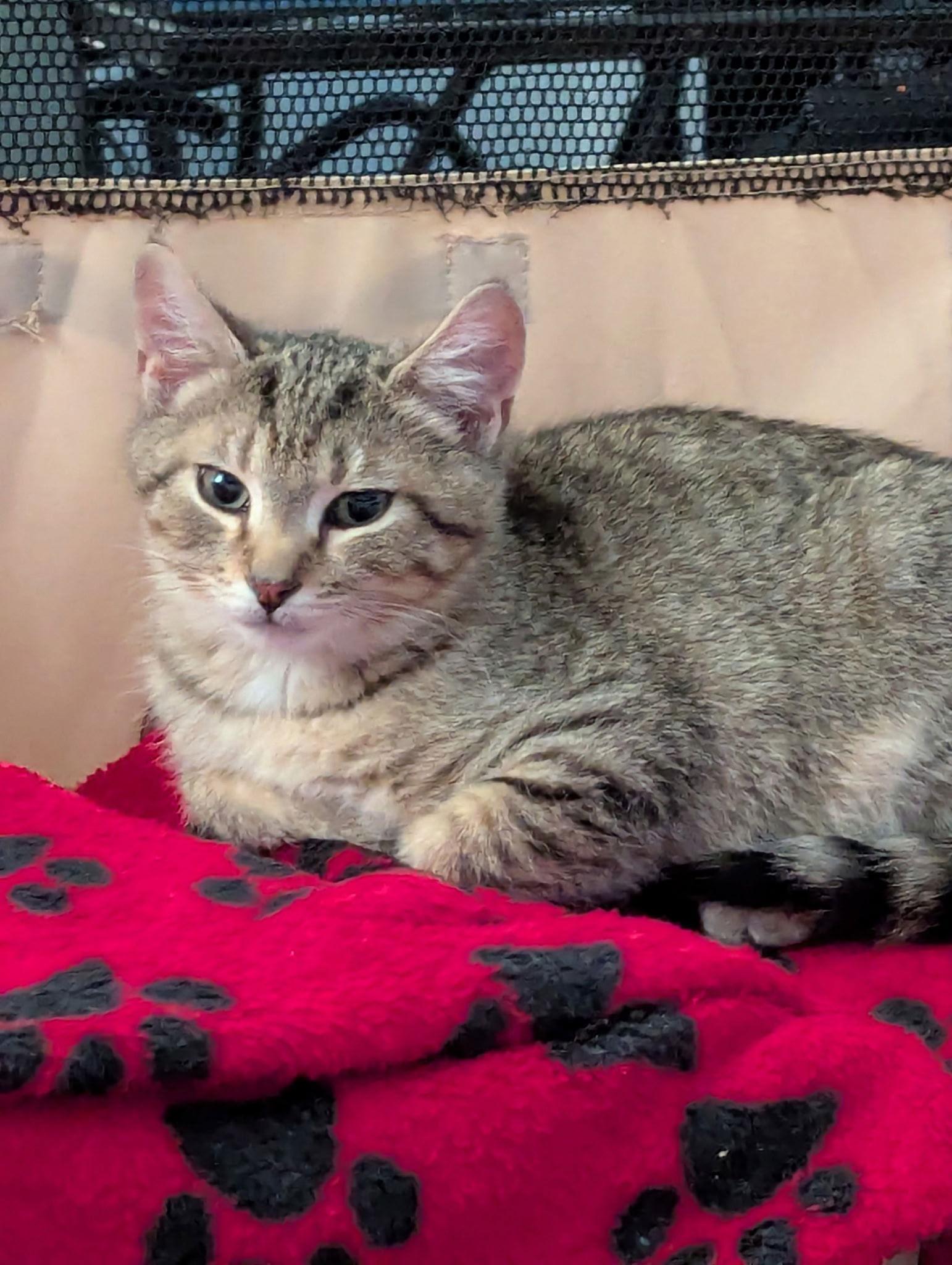 Enlarge Tazz, a Adoptable Domestic Short Hair in Harrisburg, PA image 2/3