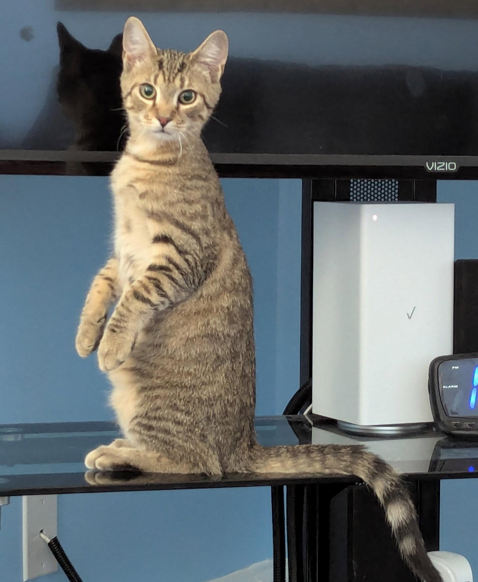 Enlarge Tazz, a Adoptable Domestic Short Hair in Harrisburg, PA image 3/3