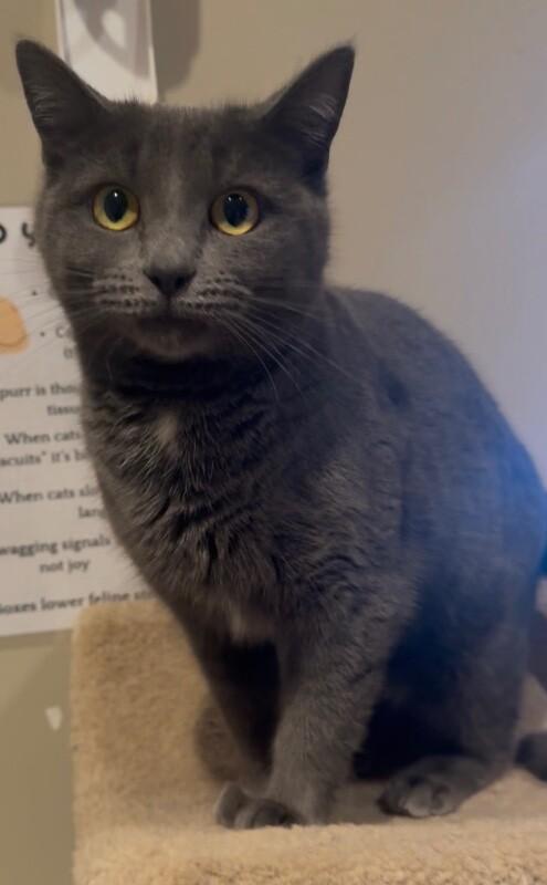 Enlarge Kiki, a Adoptable Domestic Short Hair in Osseo, MI image 1/2