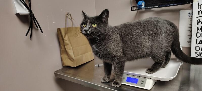 Enlarge Kiki, a Adoptable Domestic Short Hair in Osseo, MI image 2/2