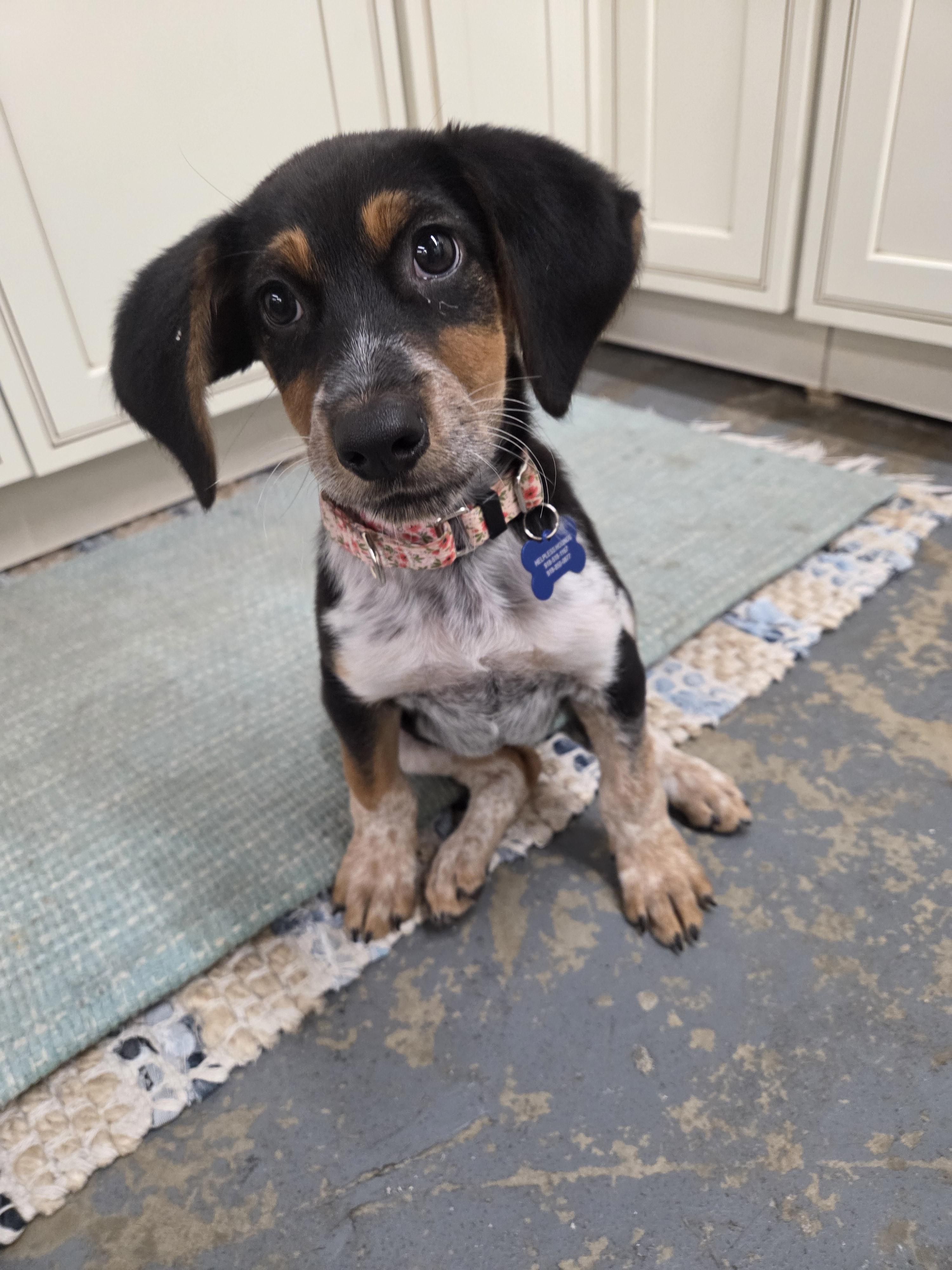 Juno, Adopted, Young Female Bluetick Coonhound.