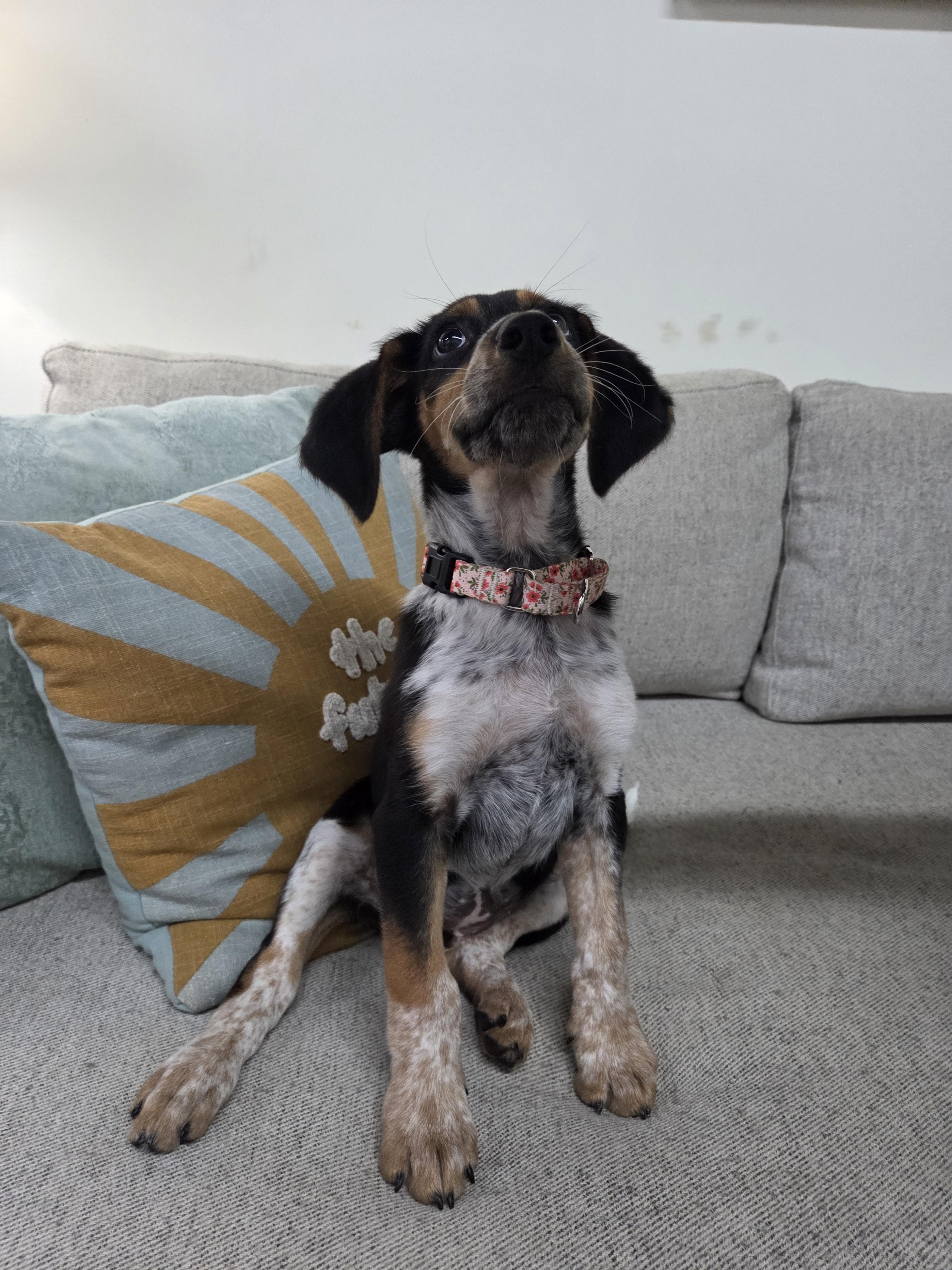 Enlarge Juno, a Adopted mixed breed in TULSA, OK image 2/6