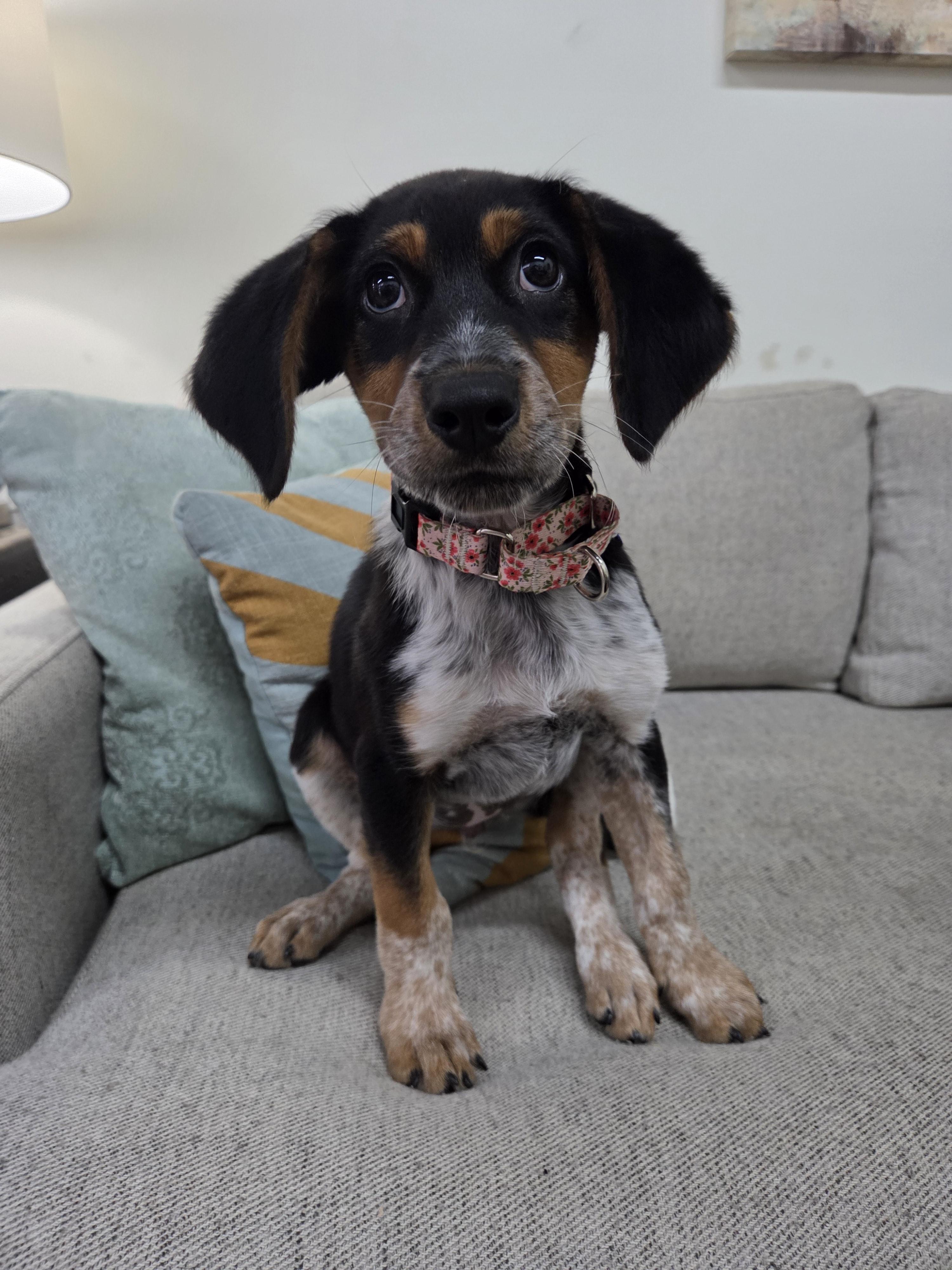 Enlarge Juno, a Adopted mixed breed in TULSA, OK image 3/6