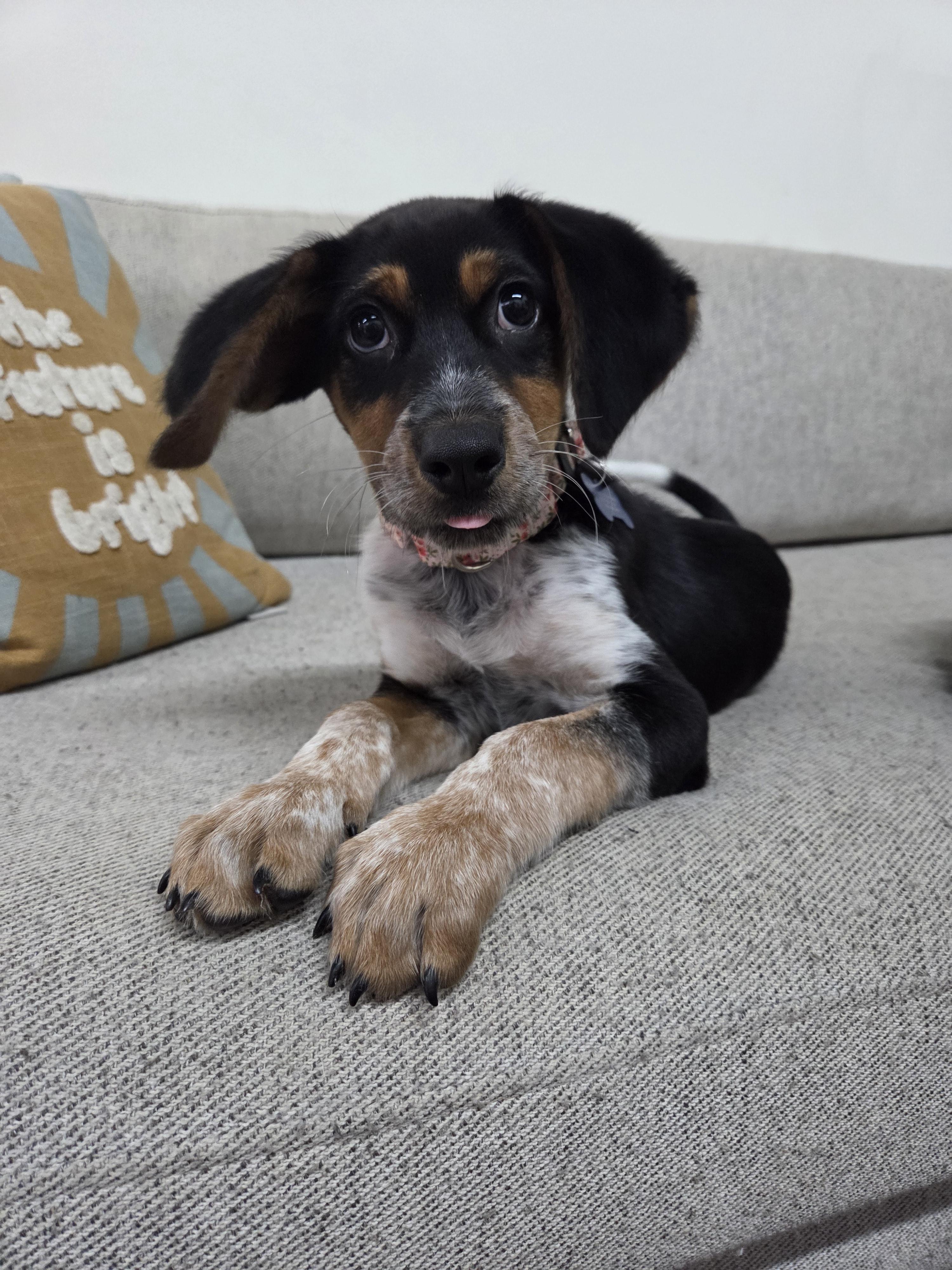 Enlarge Juno, a Adopted mixed breed in TULSA, OK image 4/6