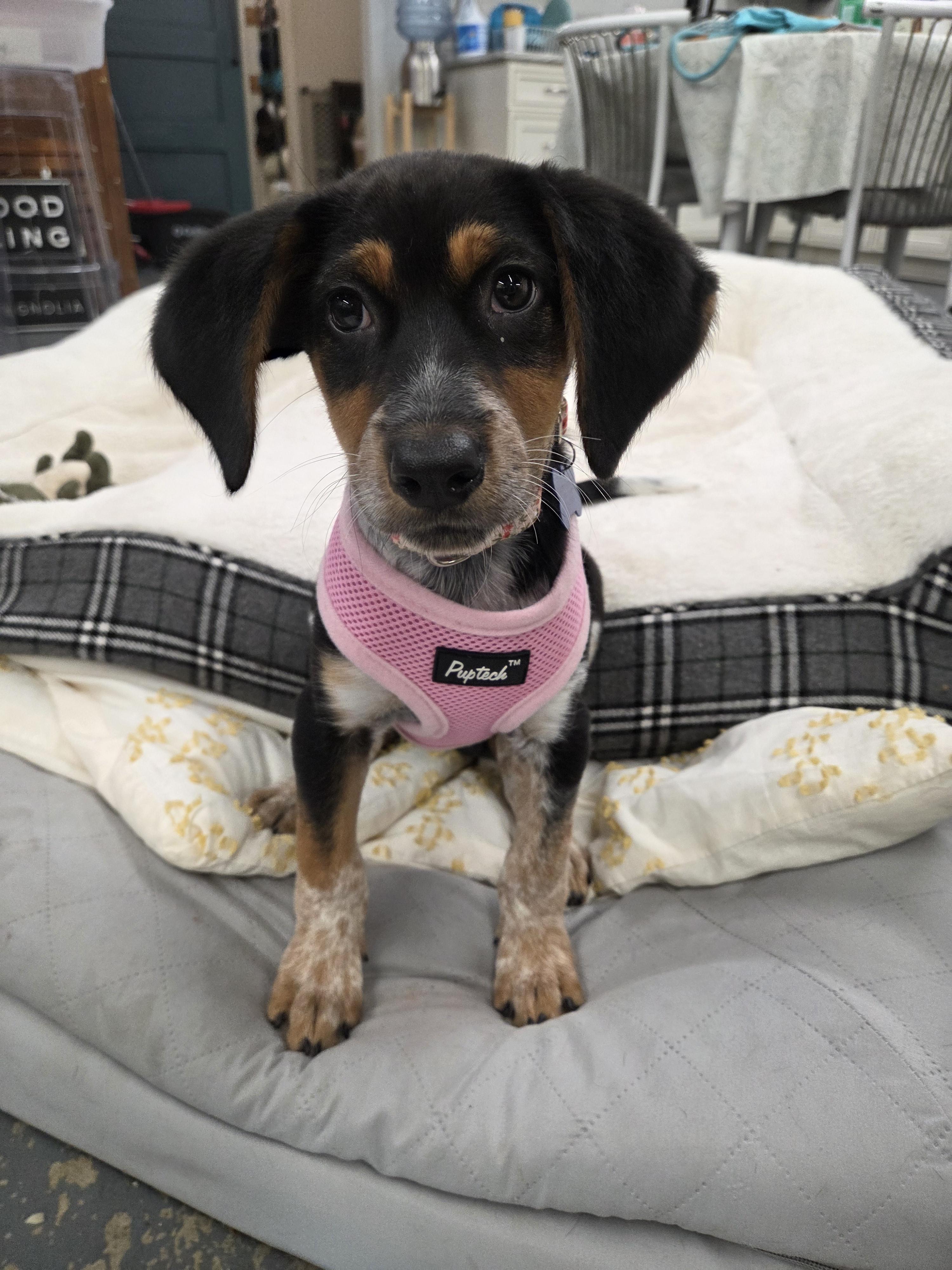 Enlarge Juno, a Adopted mixed breed in TULSA, OK image 5/6