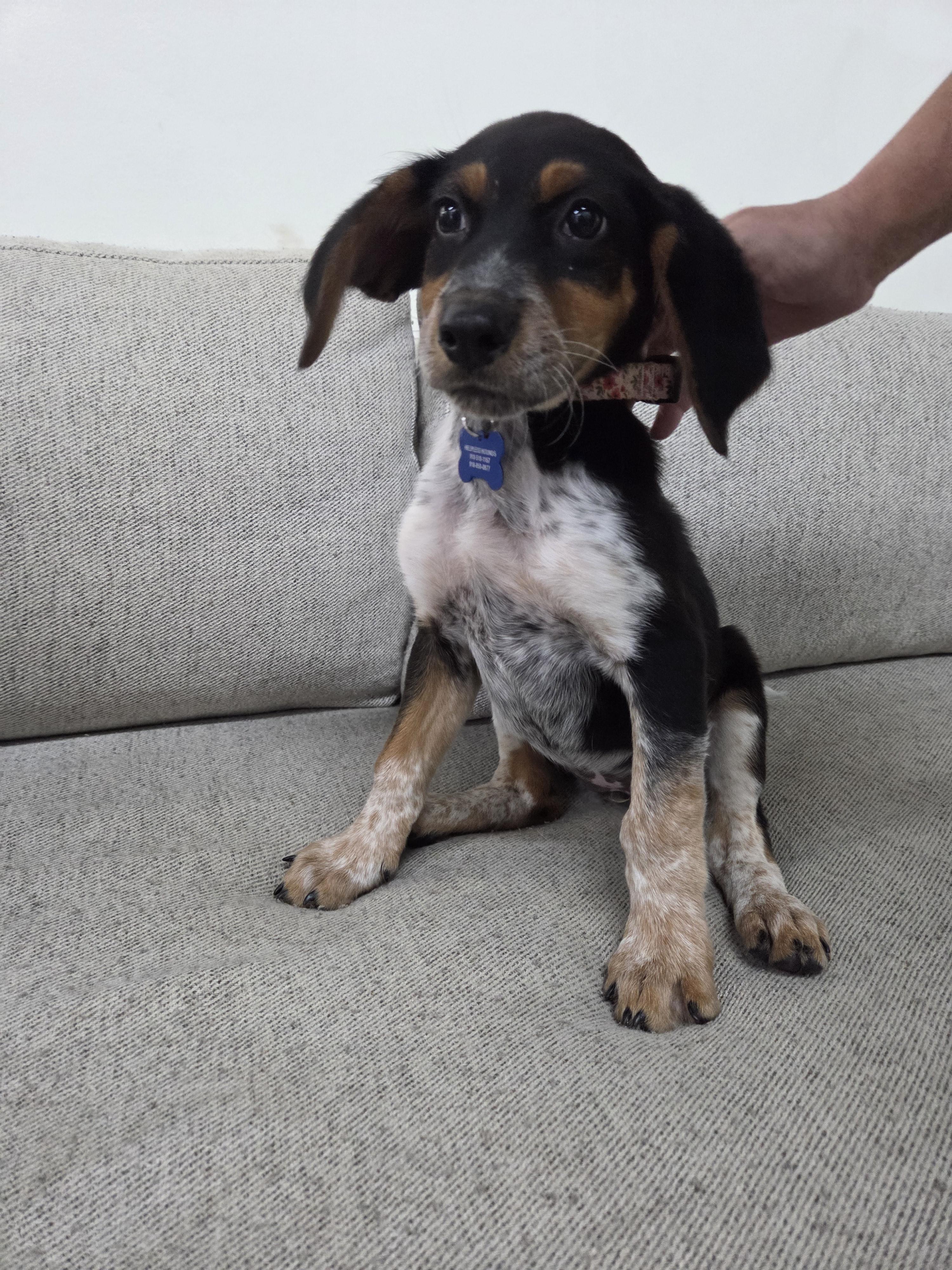 Enlarge Juno, a Adopted mixed breed in TULSA, OK image 6/6