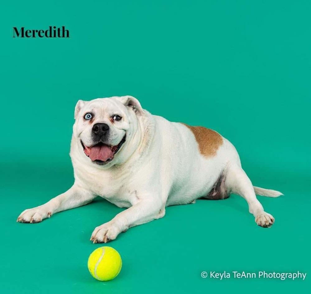 Meredith, Adoptable, Adult Female American Bulldog.