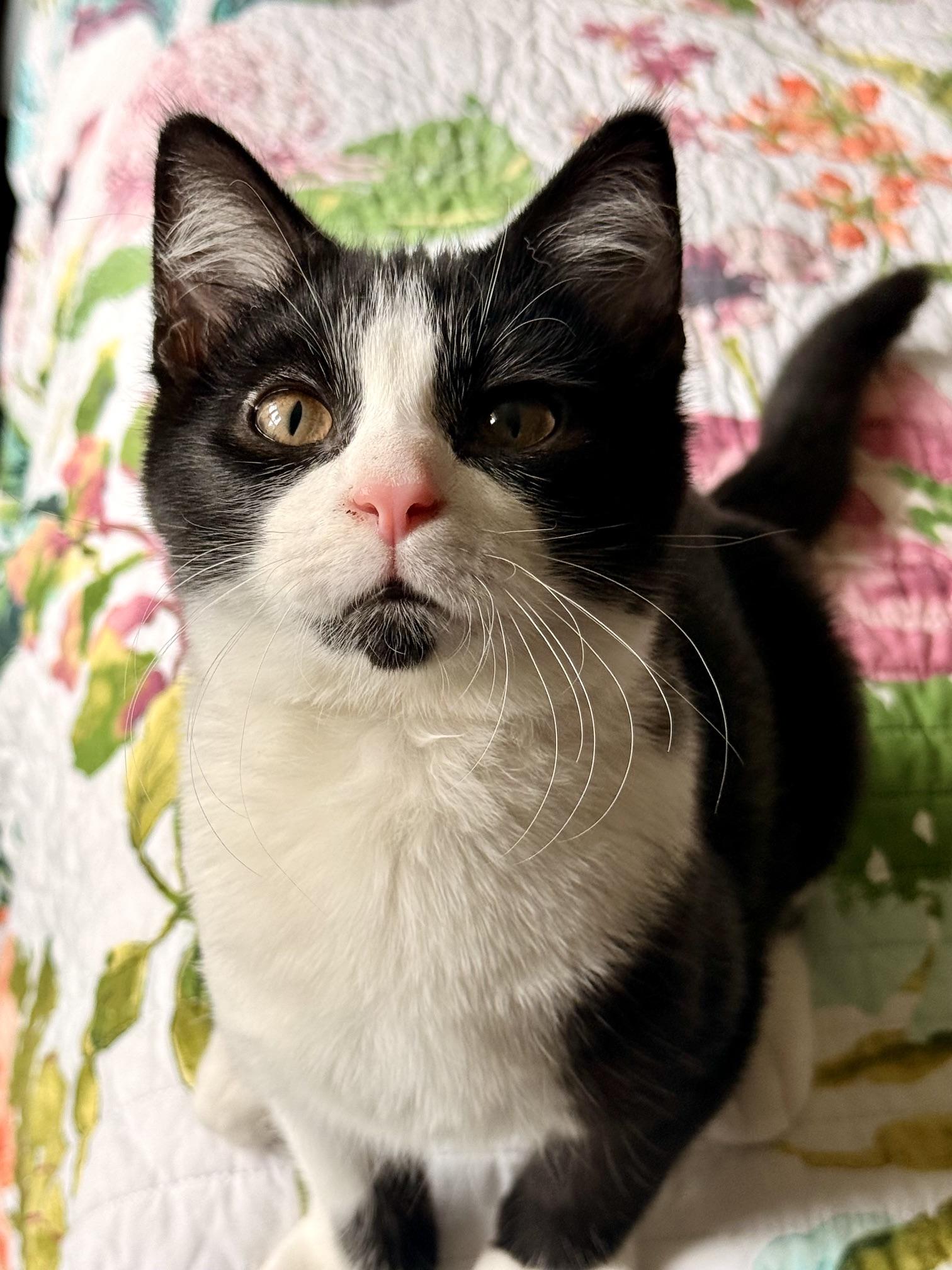 Enlarge Tango, a Adoptable Domestic Short Hair in Racine, WI image 3/4