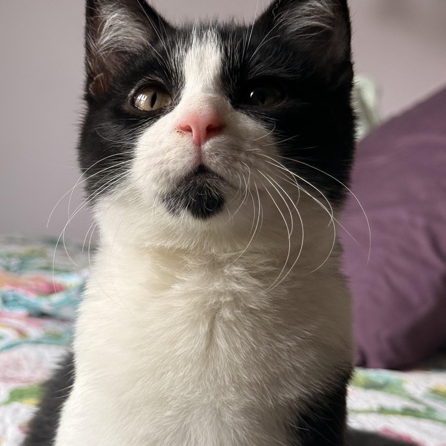 Enlarge Tango, a Adoptable Domestic Short Hair in Racine, WI image 2/4