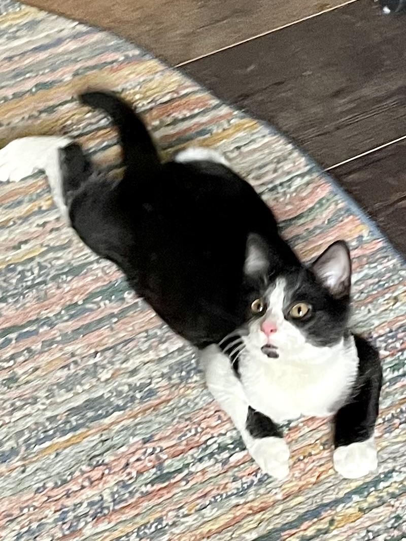 Enlarge Tango, a Adoptable Domestic Short Hair in Racine, WI image 4/4