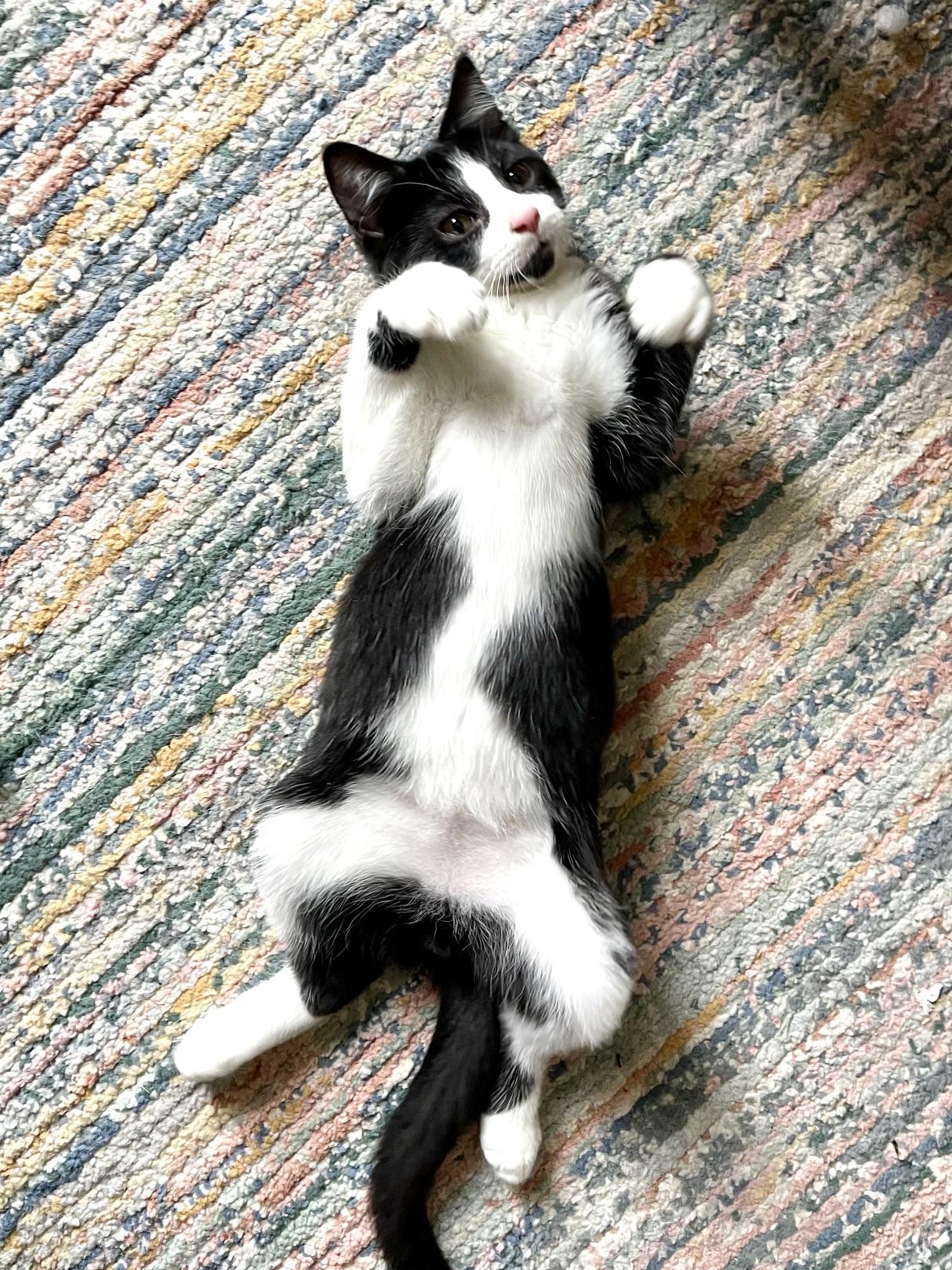 Enlarge Tango, a Adoptable Domestic Short Hair in Racine, WI image 1/4