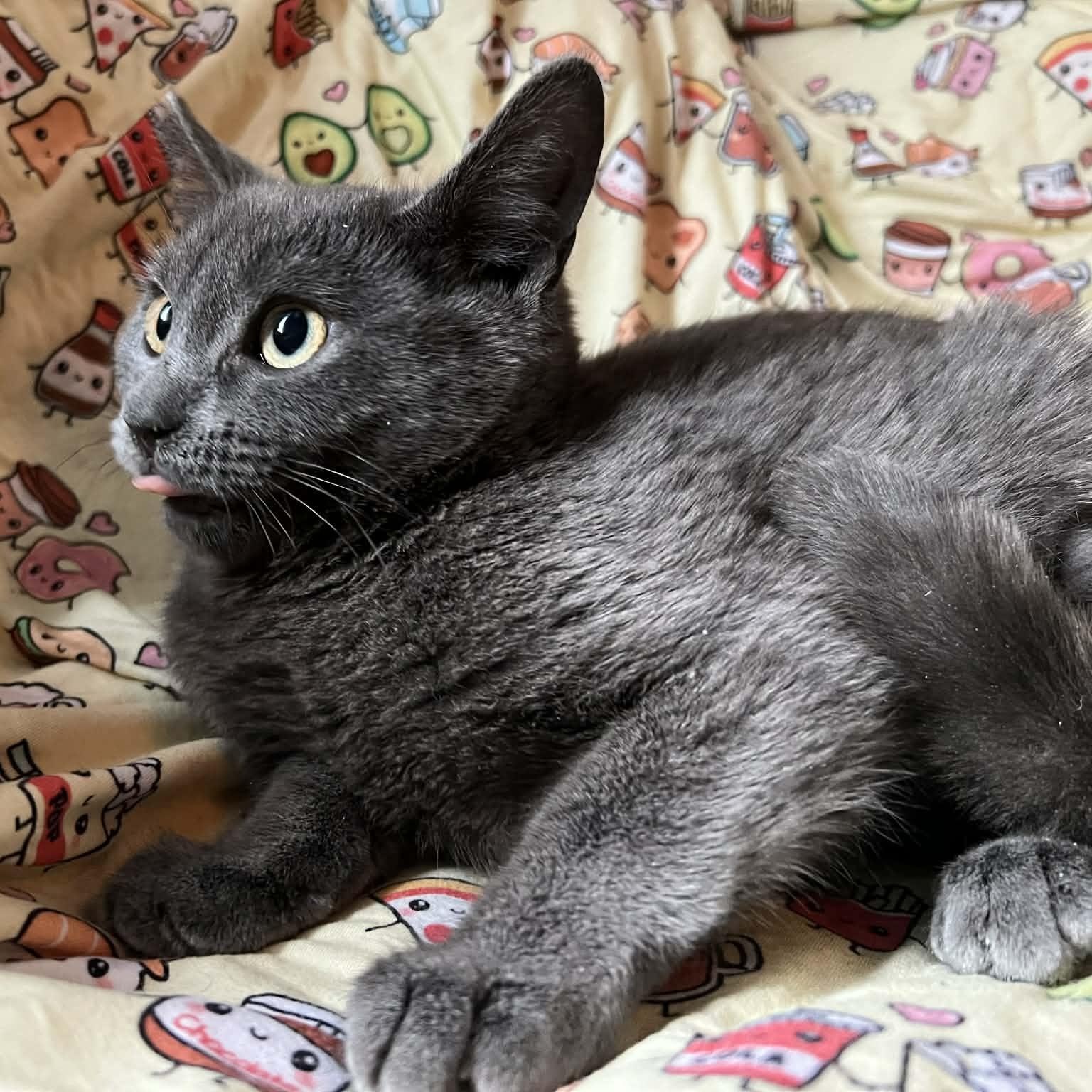 Enlarge Katsu, an adopted Domestic Short Hair in Bellmawr, NJ image 2/3