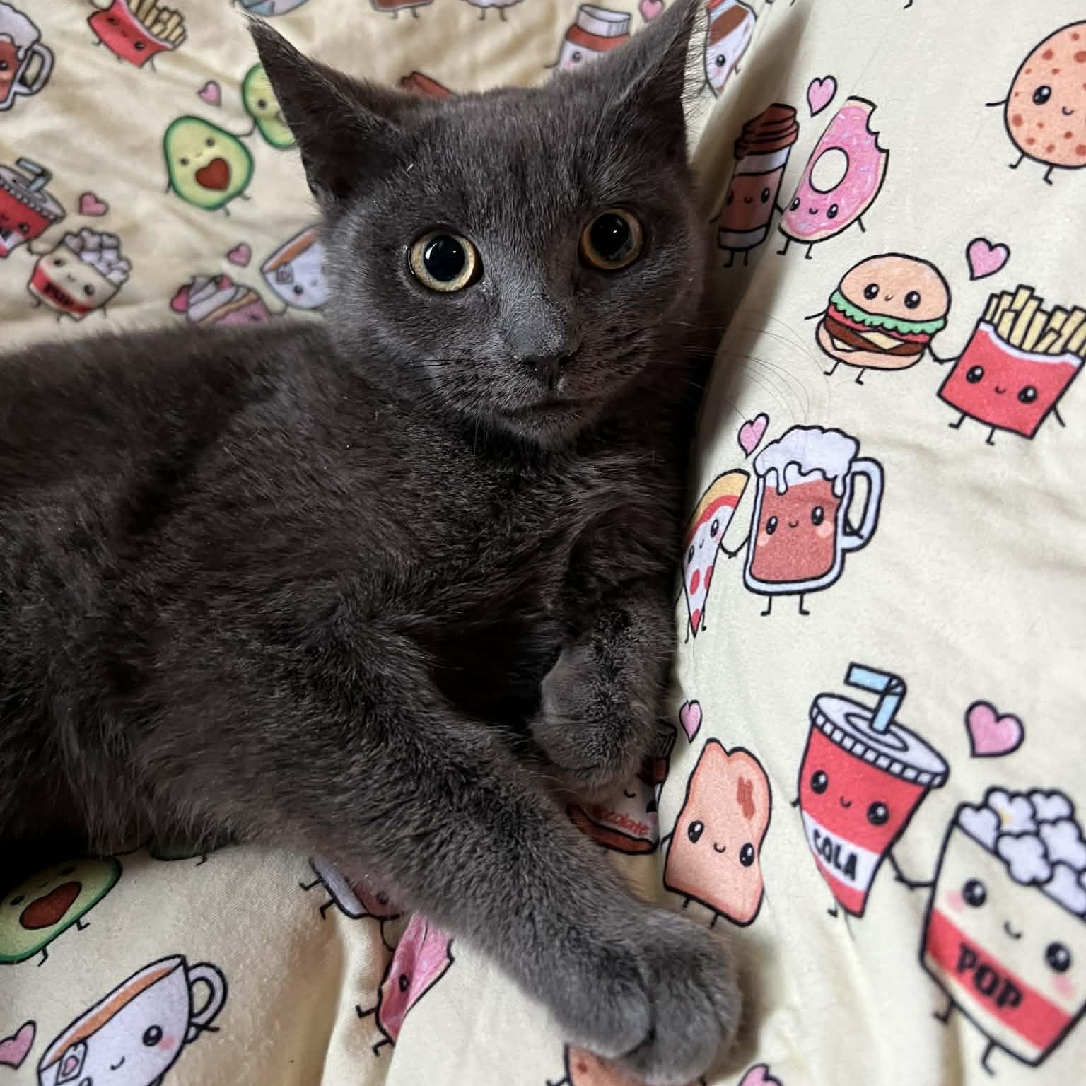 Katsu, adopted, Kitten Female Domestic Short Hair.