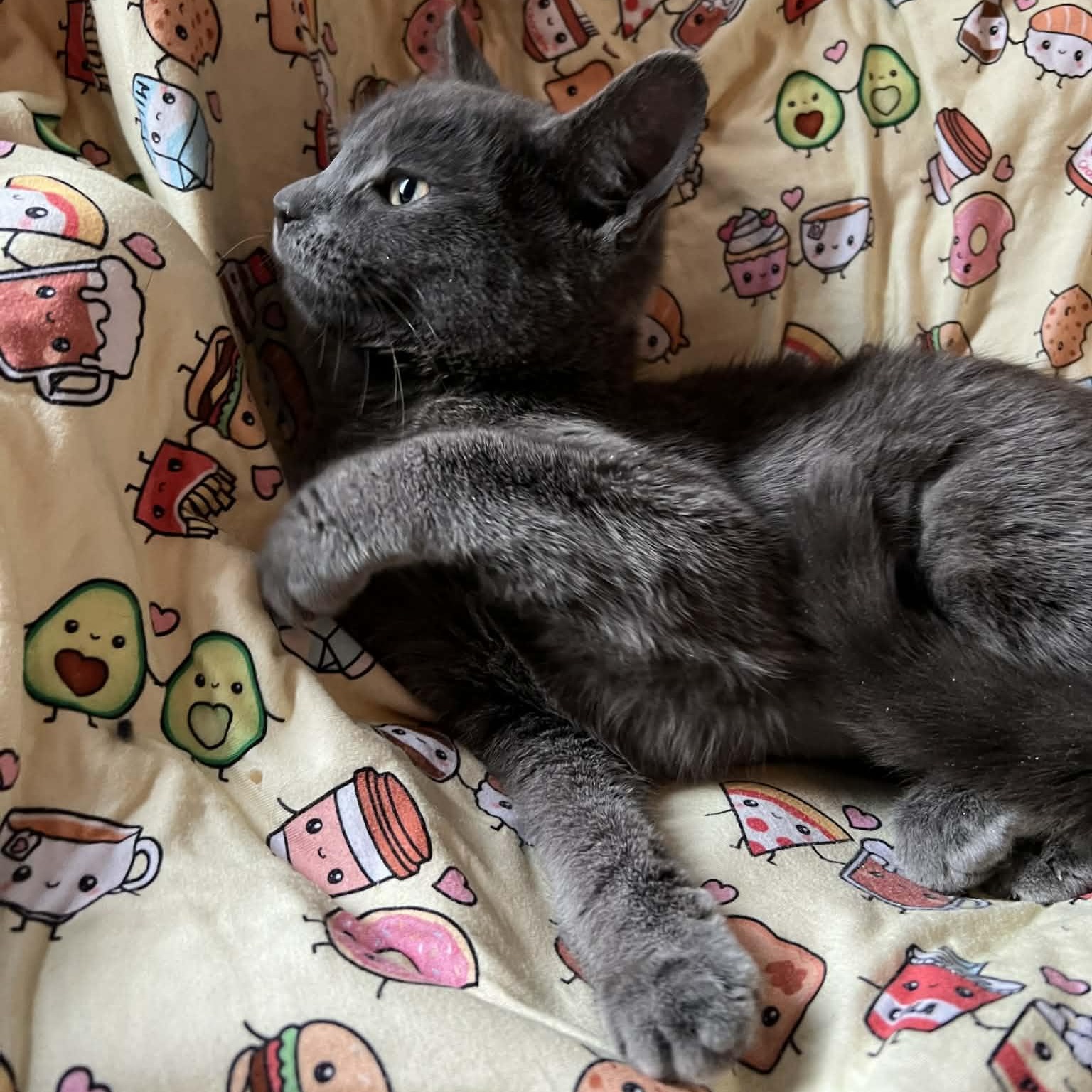 Enlarge Katsu, an adopted Domestic Short Hair in Bellmawr, NJ image 3/3