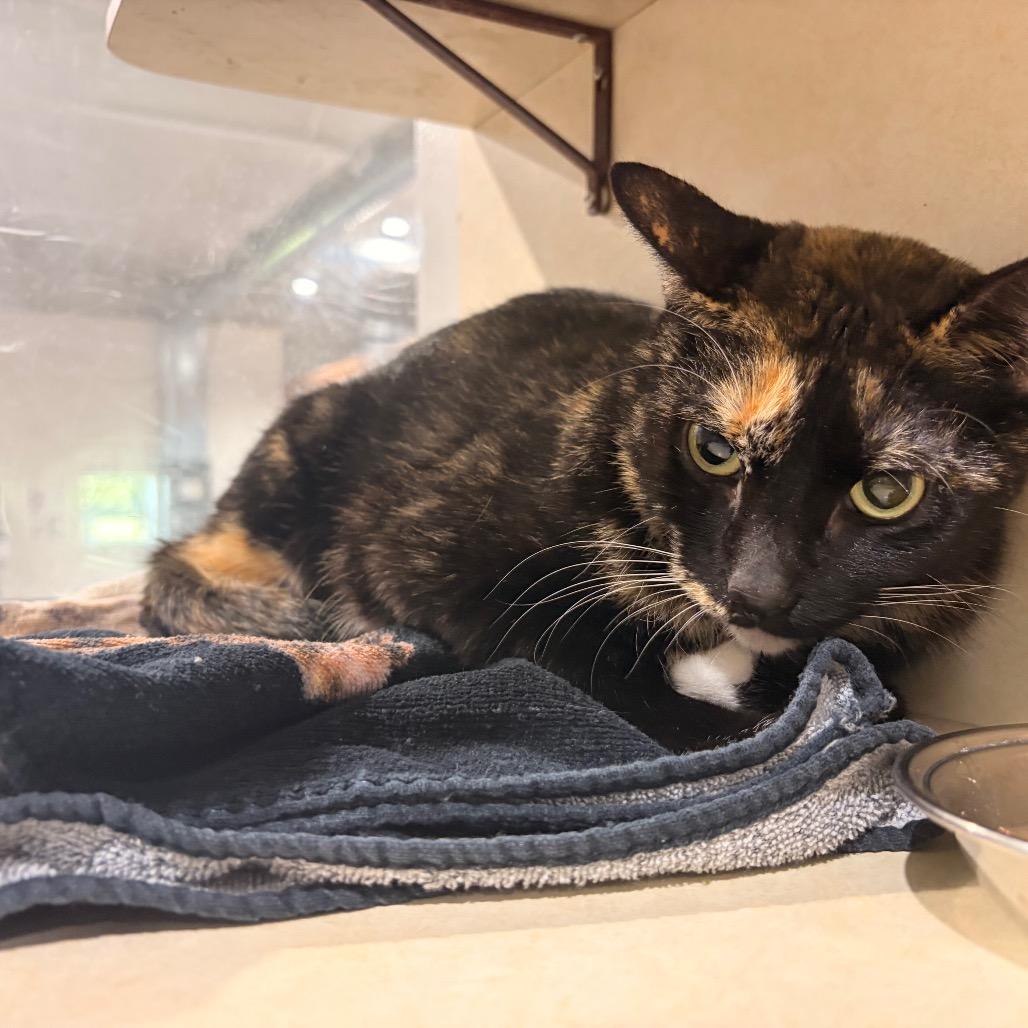 Enlarge Patches, a Adoptable Domestic Short Hair in Harlingen, TX image 1/1