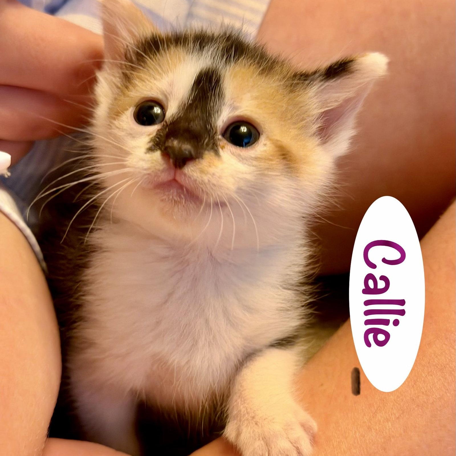 Enlarge Callie, a Adoptable Domestic Short Hair in Reston, VA image 2/3
