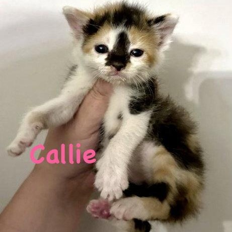 Enlarge Callie, a Adoptable Domestic Short Hair in Reston, VA image 1/3